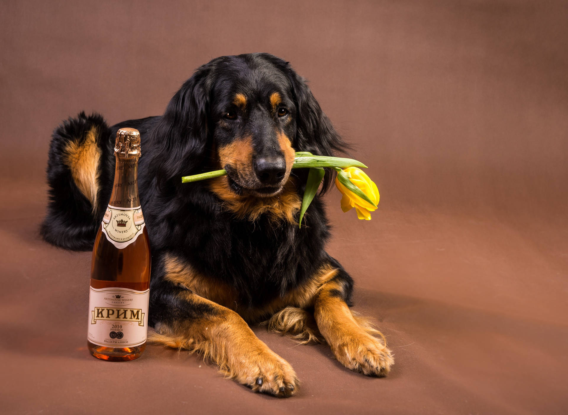 Beer Bottle With A Black Dog Background