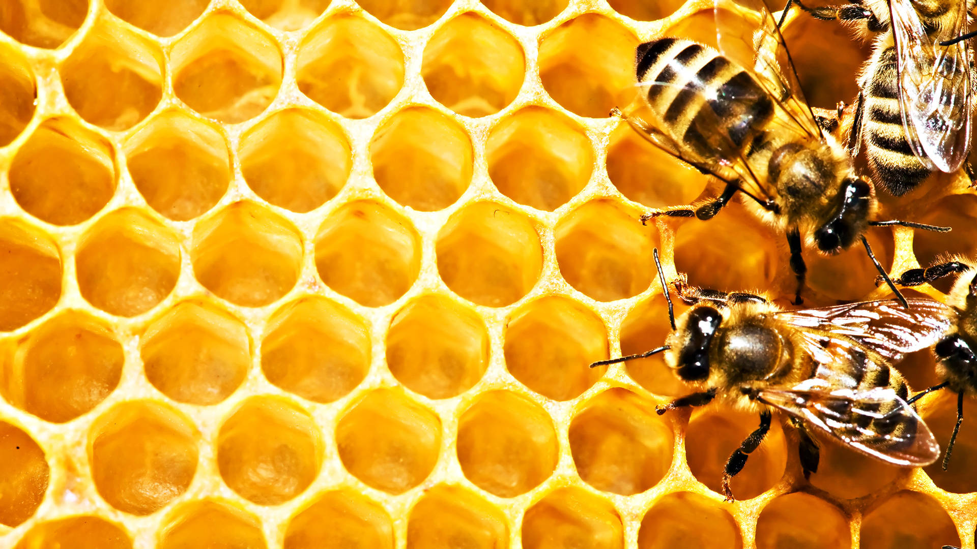 Bees Filling Up The Hive Background