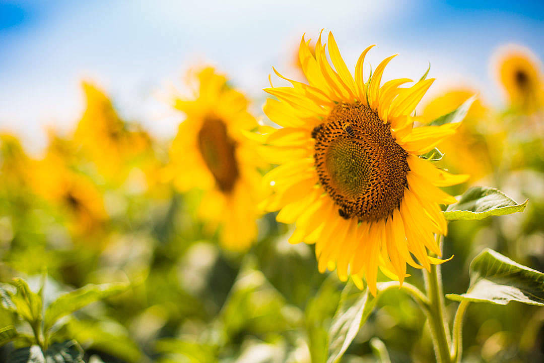 Bees In Sunflower Aesthetic Garden Background