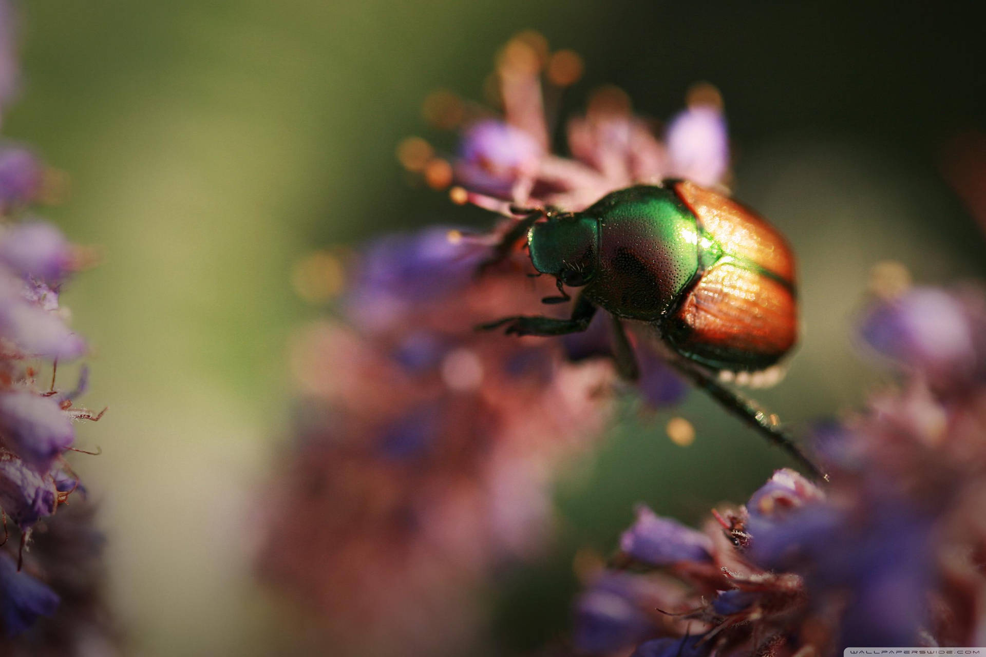 Beetle On The Move In Focus