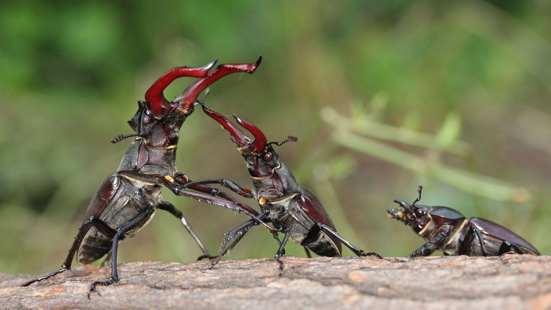 Beetle Watching Two Other Beetles Fight Background