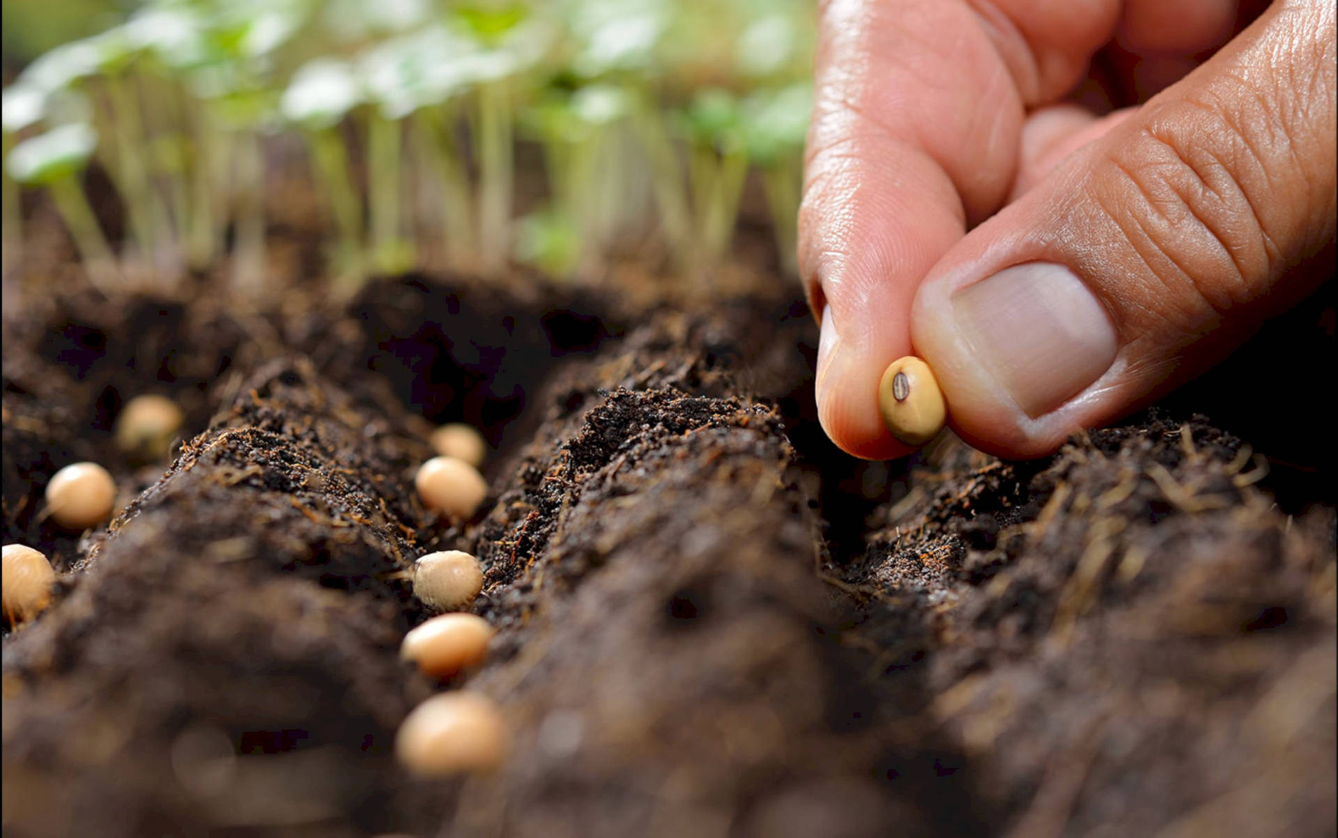 Beginning To Plant