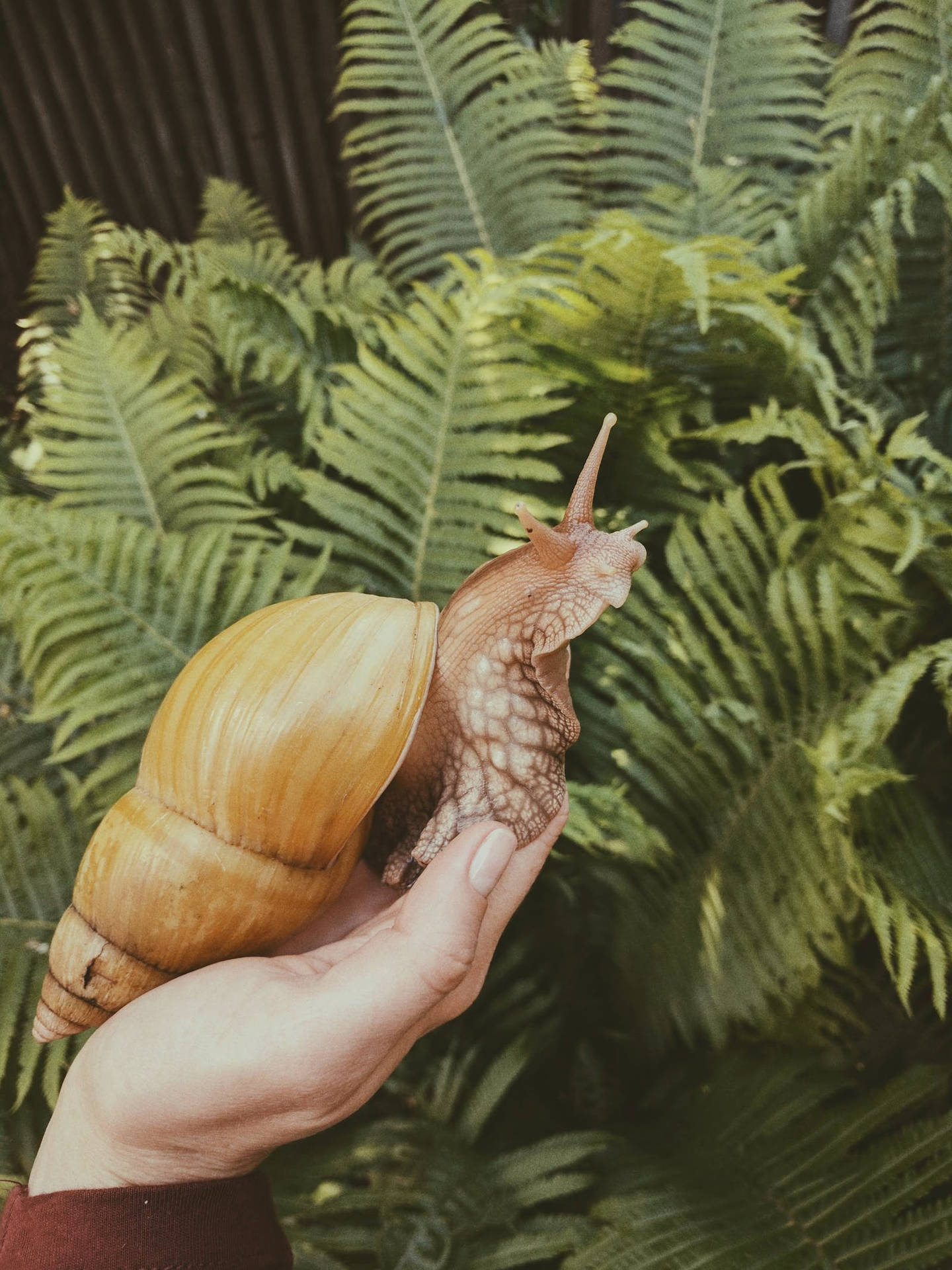 Behold A Giant Snail Background