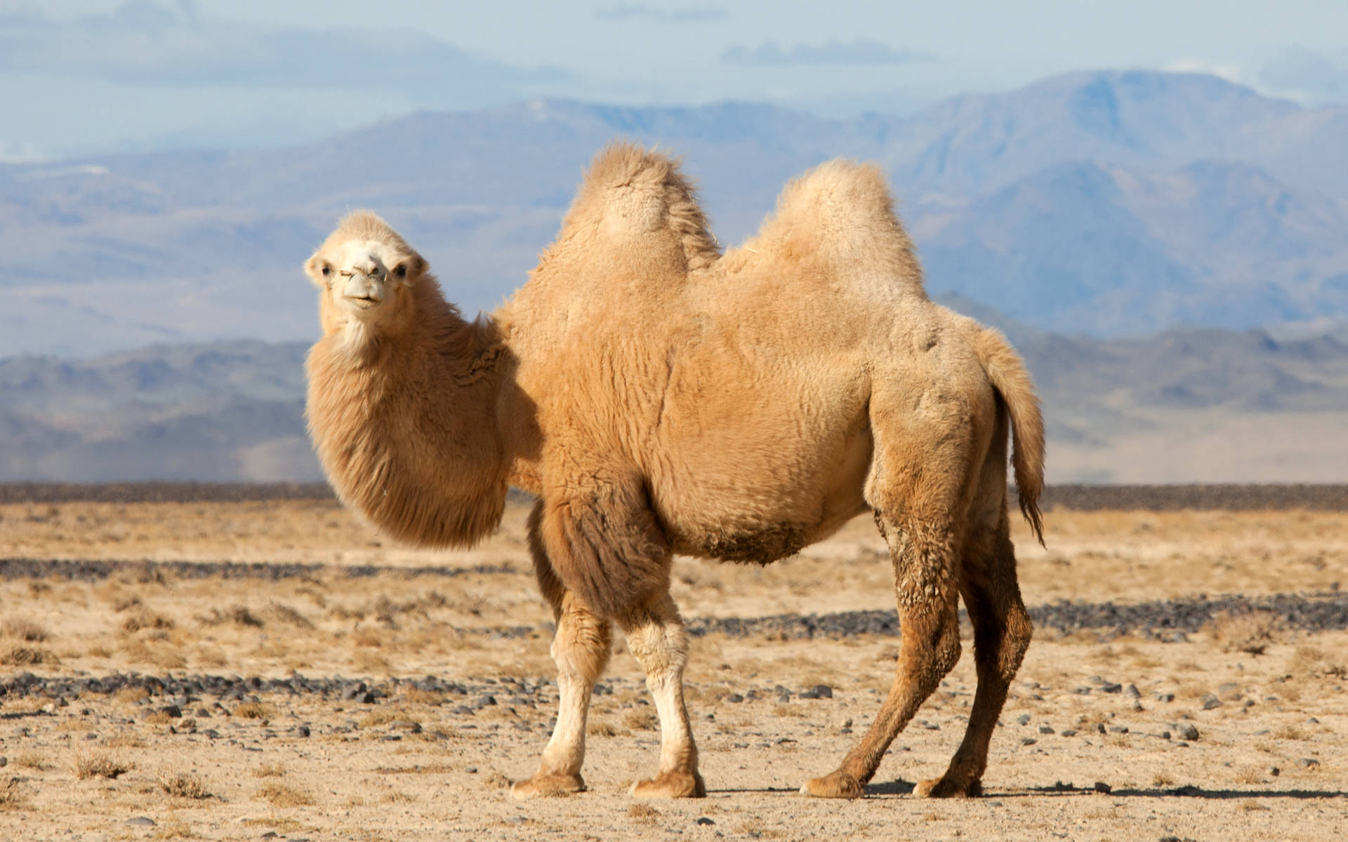 Beige Camel With Two Humps Background