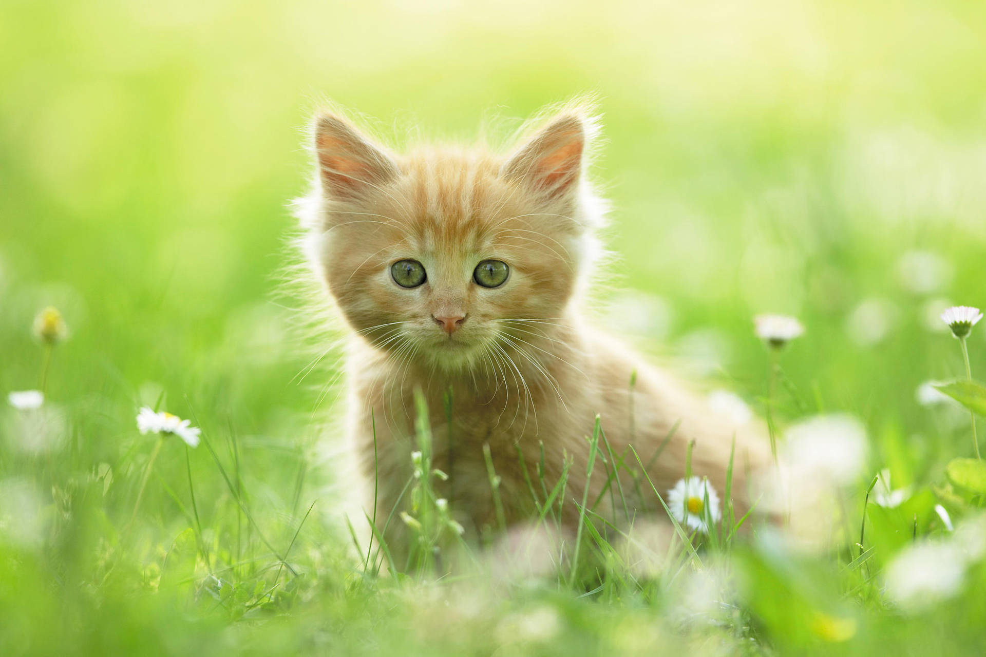 Beige Cute Kitten On Field