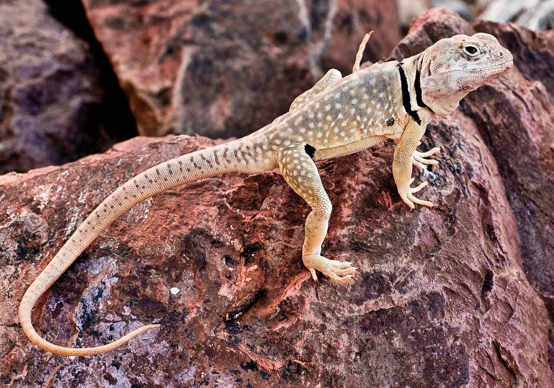 Beige Eastern Collared Lizard Background