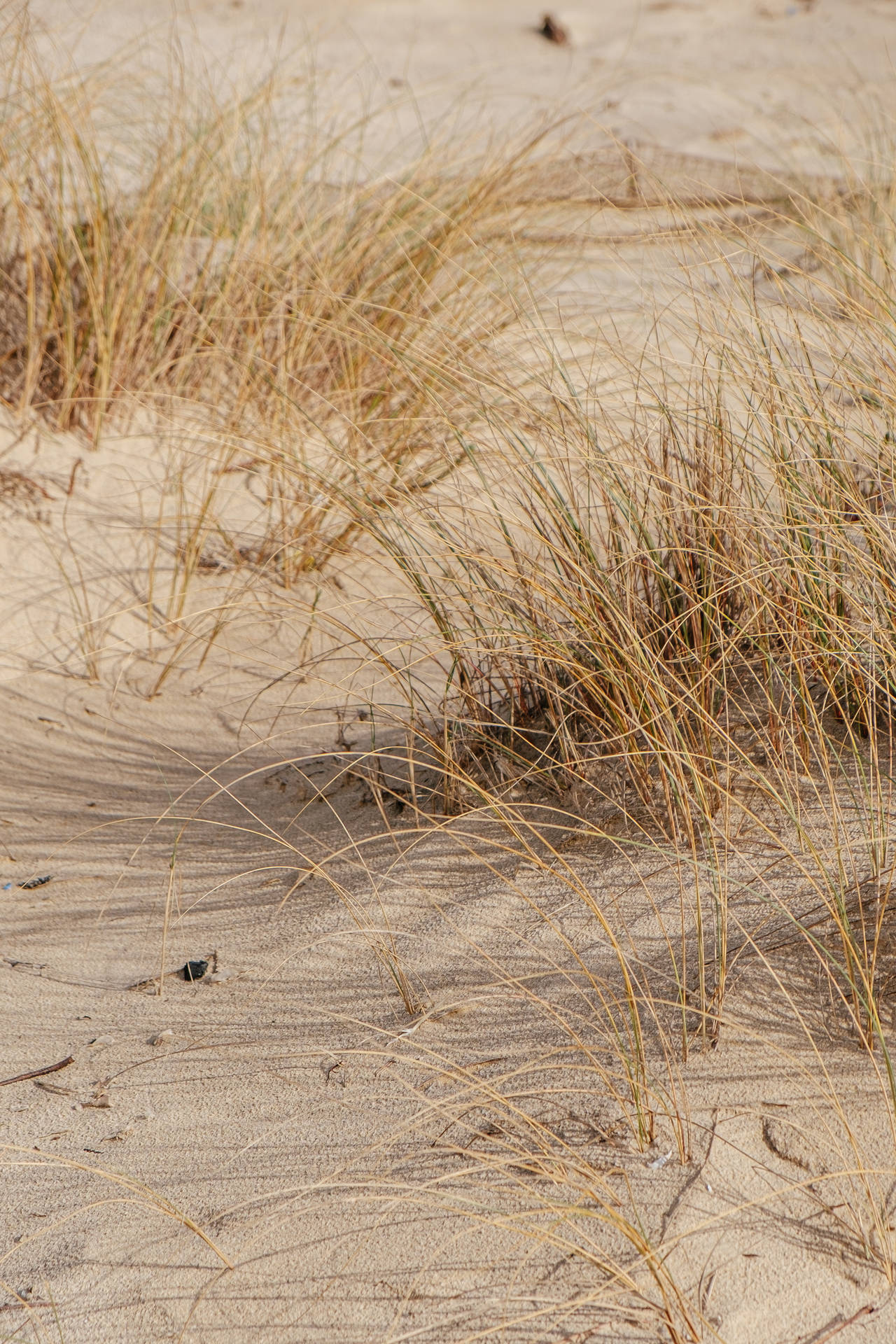 Beige Grass And Brown Sand