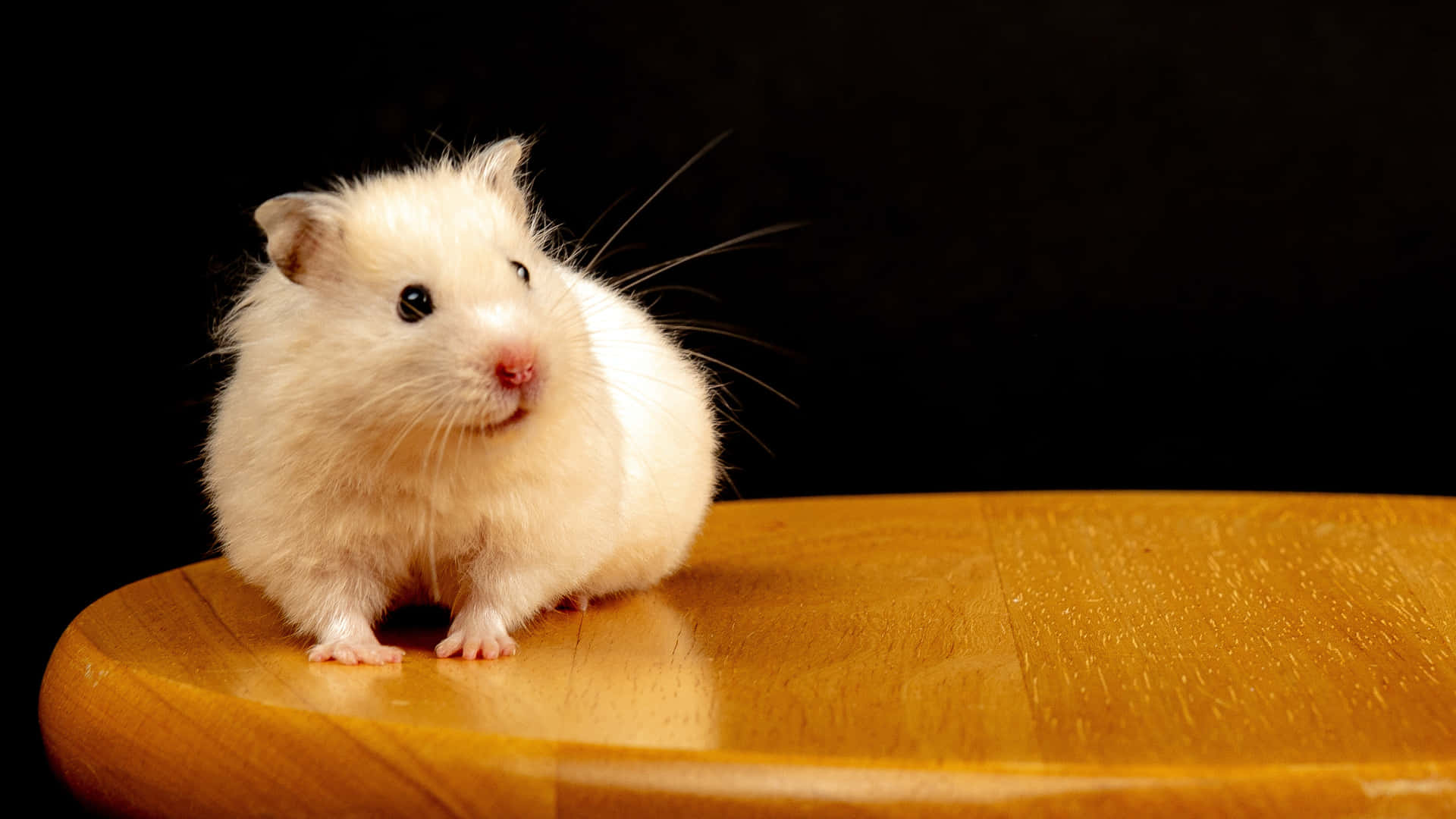 Beige Hamster Wooden Chair Background