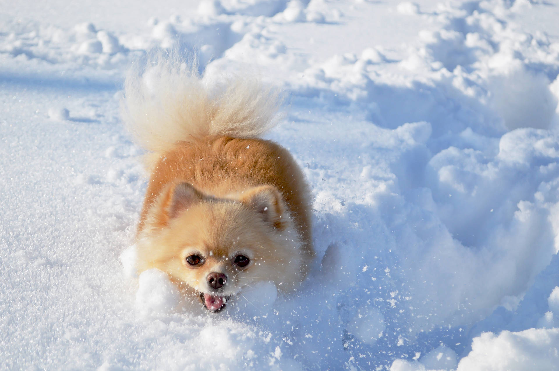 Beige Pomeranian Deep In Snow Background