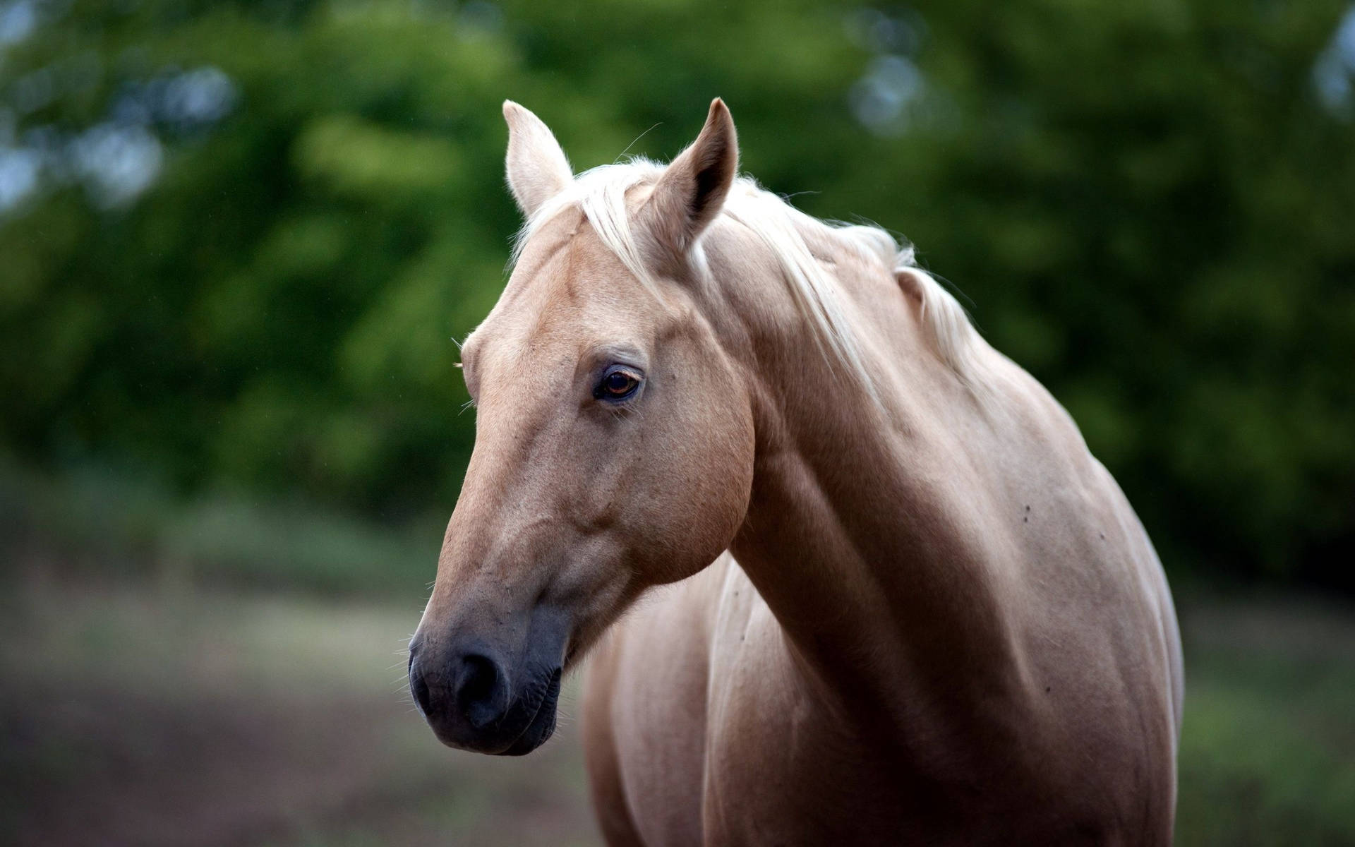 Beige Quarter Horse Face Background