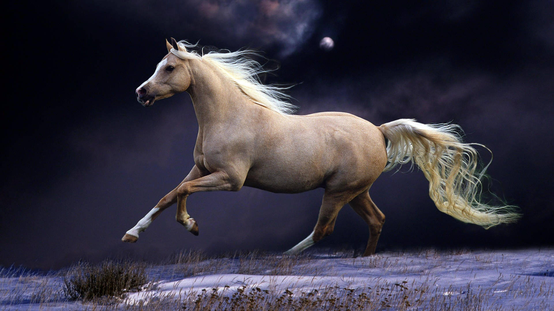 Beige Running Horse Background