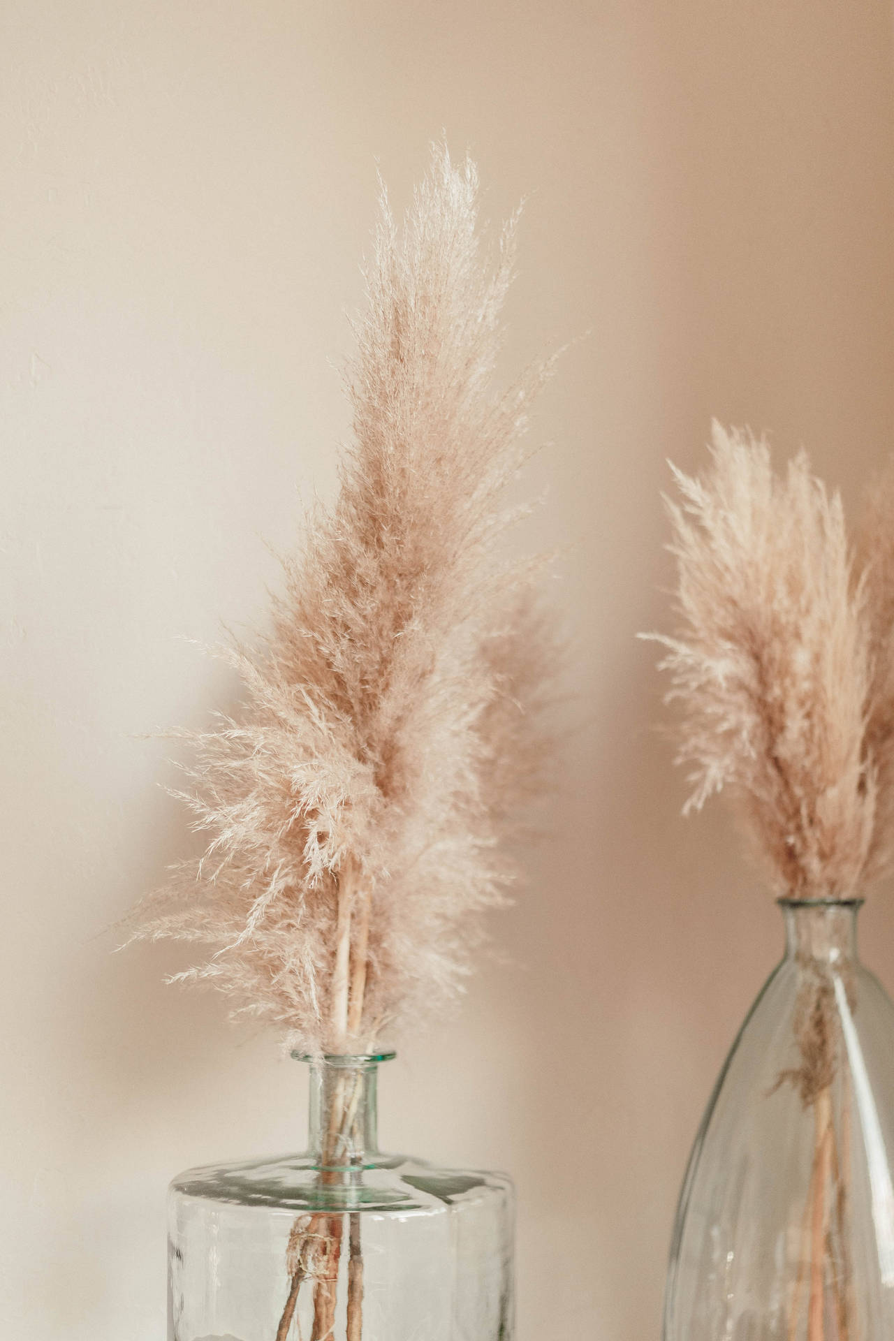 Beige Tail Grasses In Vase Background