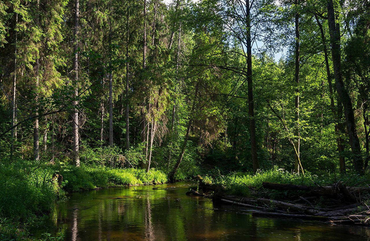 Belarus Forest Lake Background