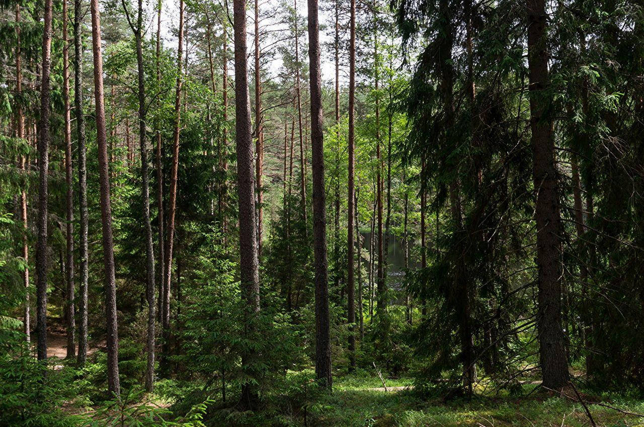 Belarus Forests Background