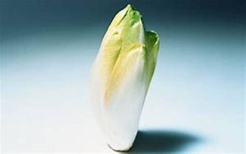 Belgian Endive Vegetable Light Colored Leaves Background