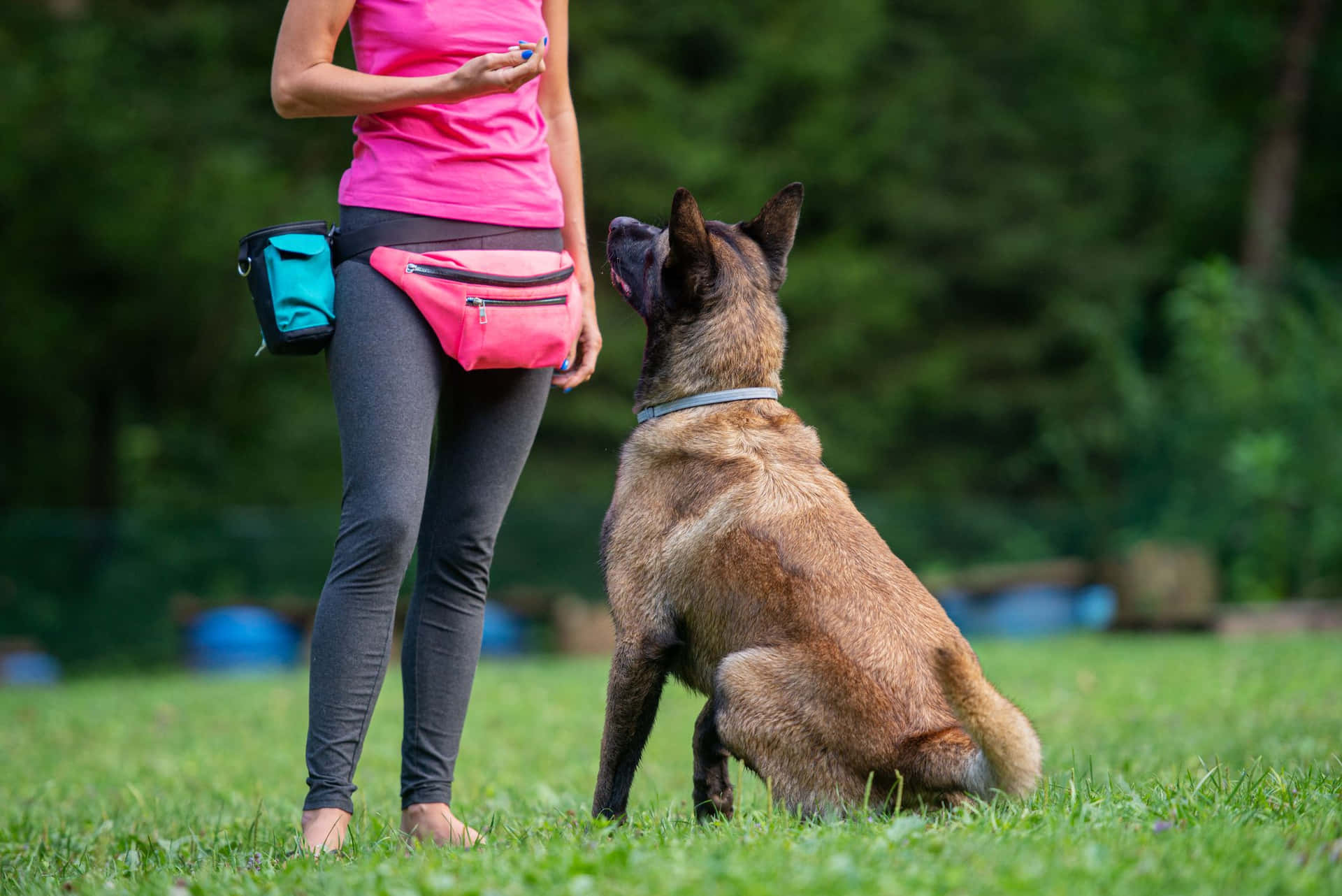 Belgian Malinois Training Session