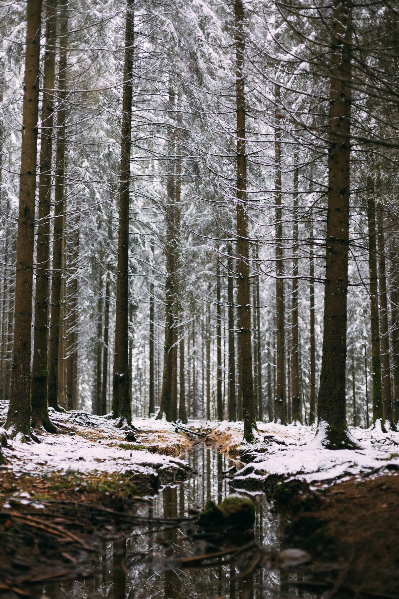 Belgium Snowy Stream Background