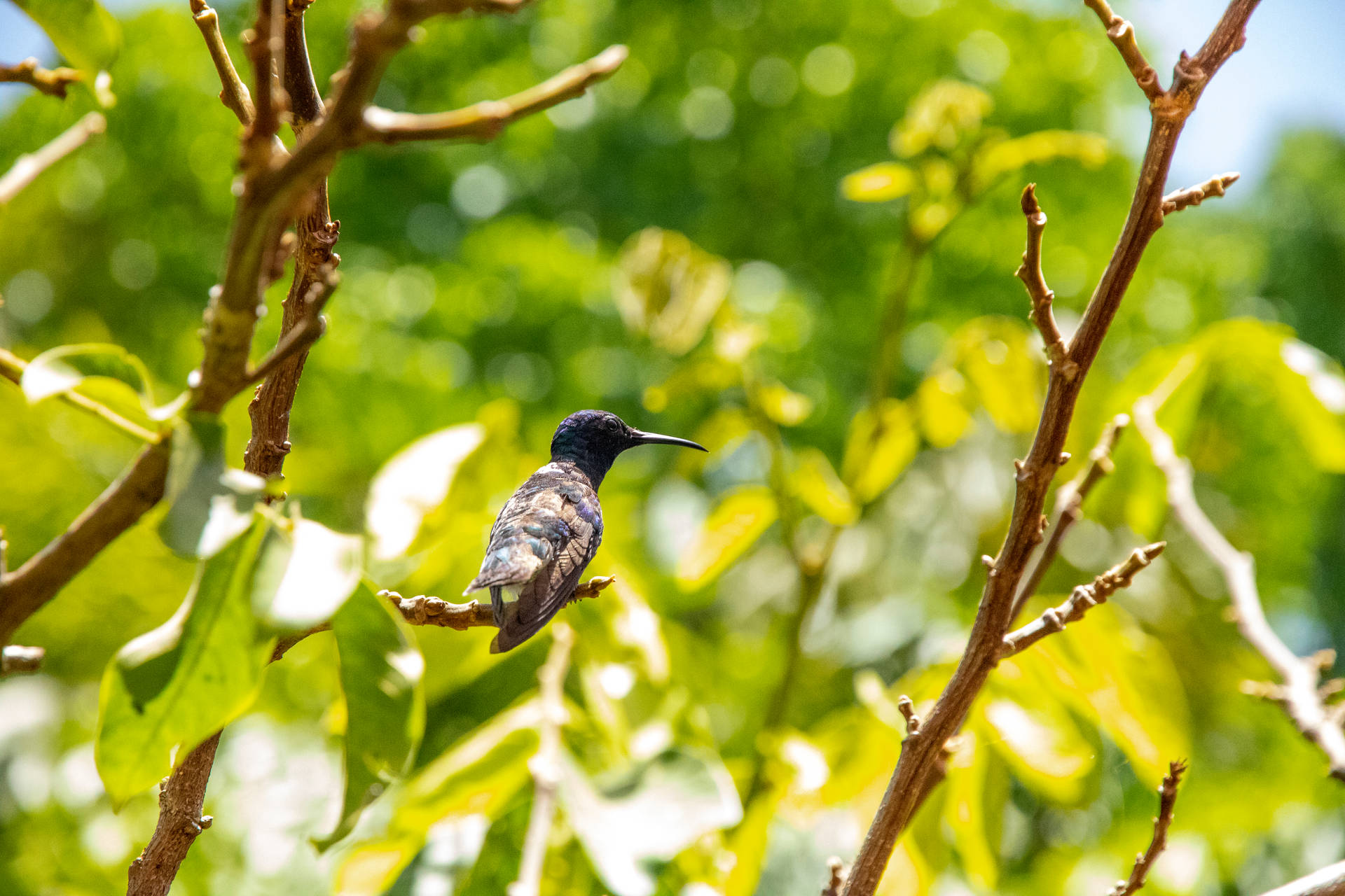 Belize Black-chinned Hummingbird Background