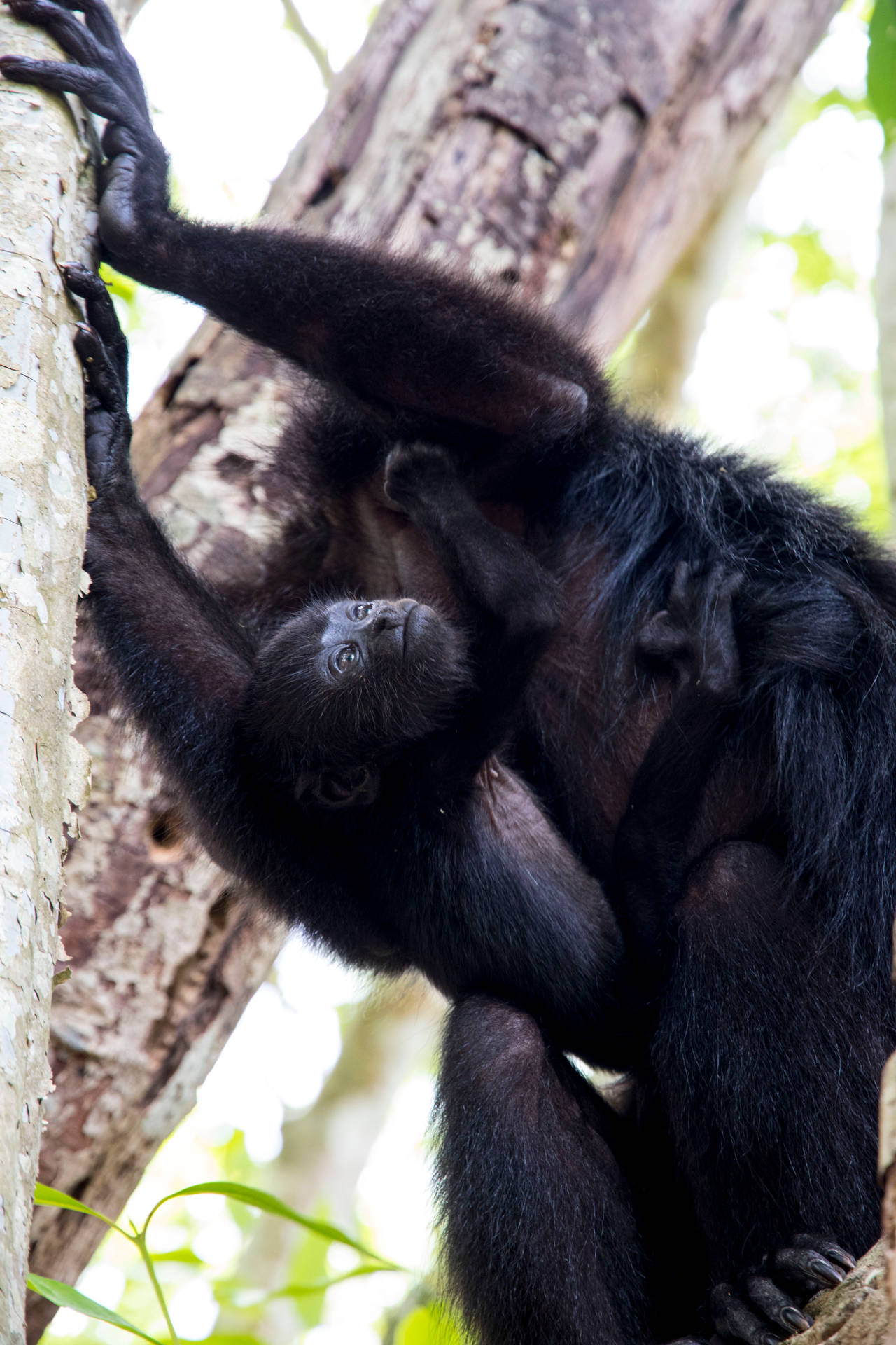 Belize Black Howler Monkey Background