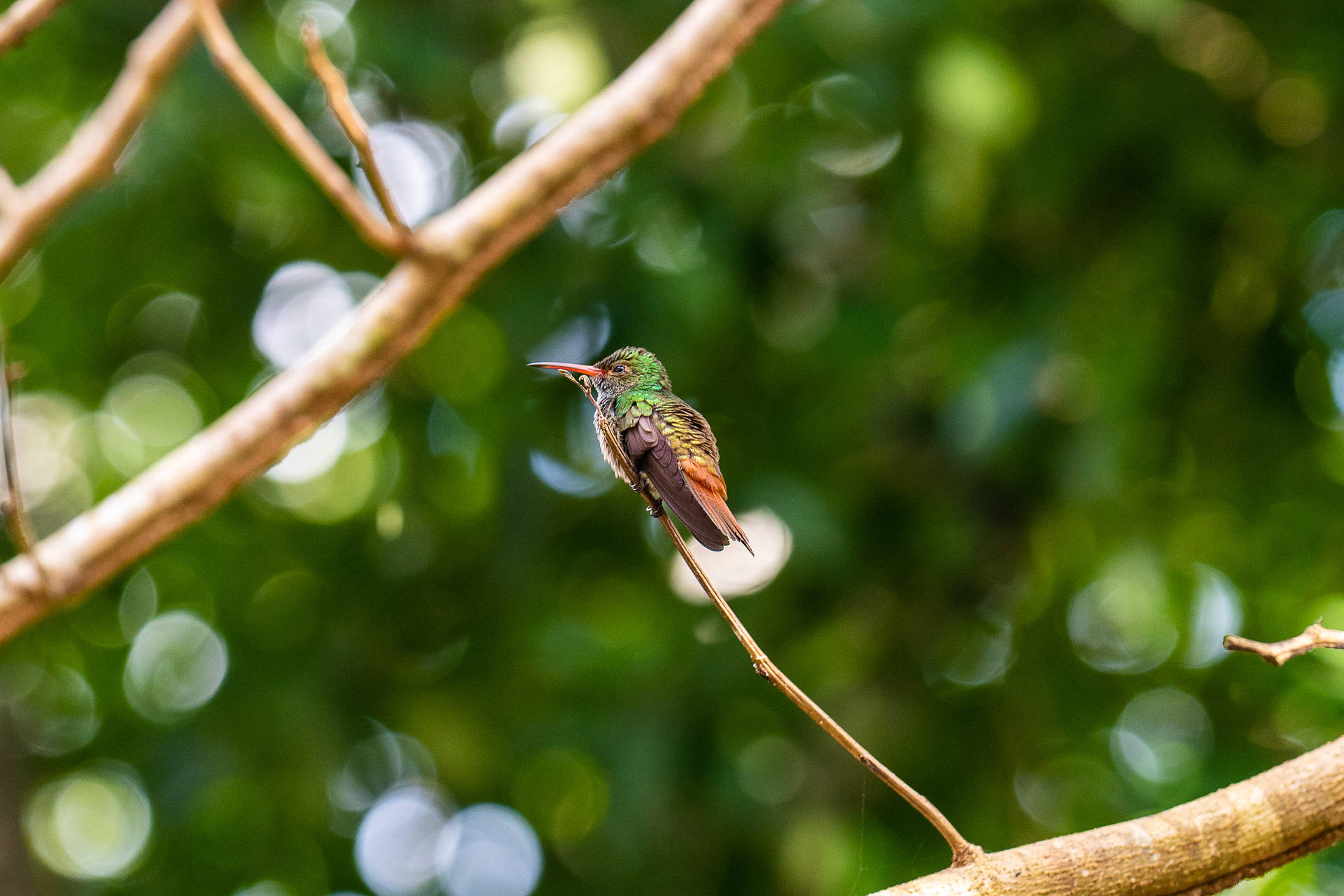Belize Colibri Bird Background