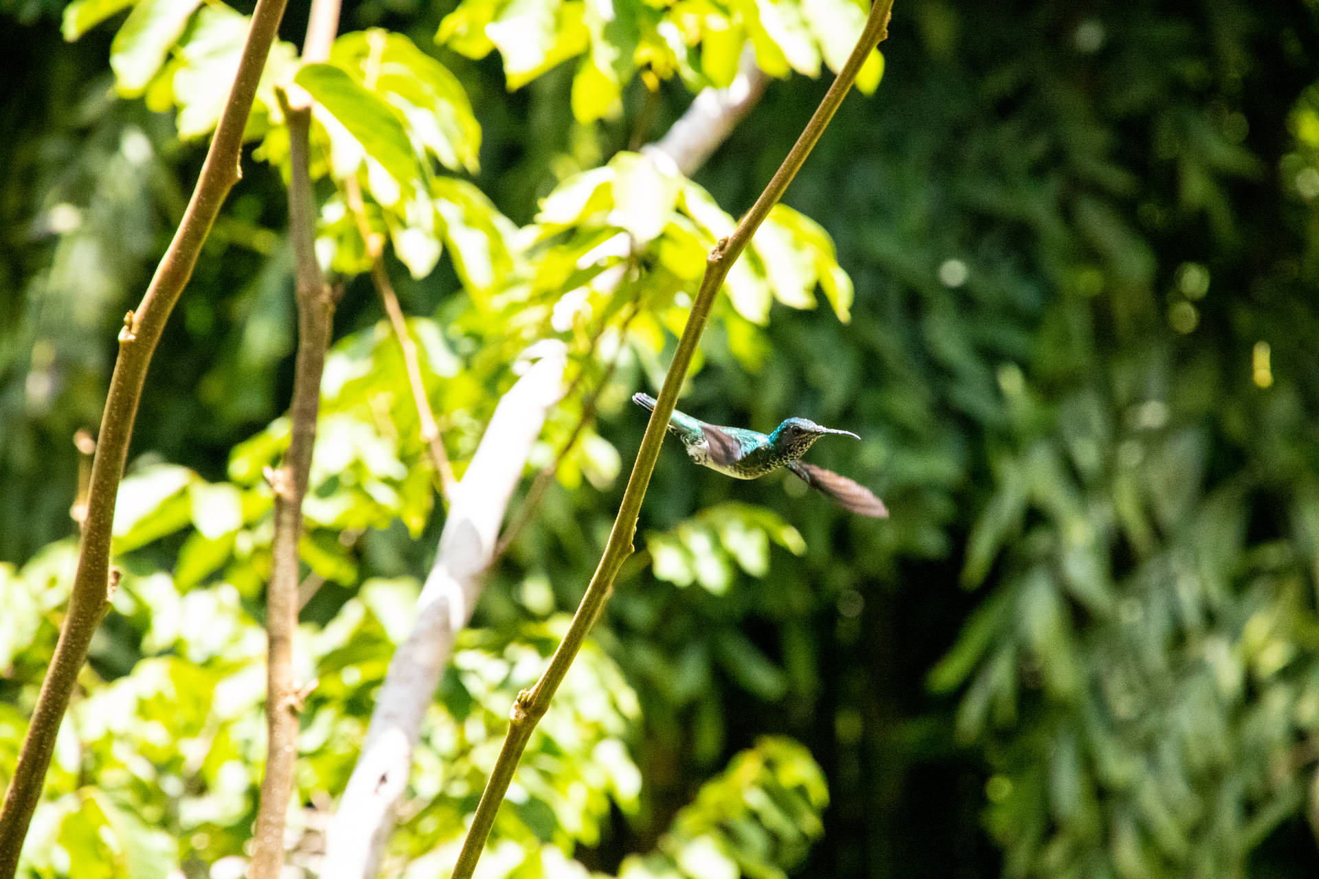 Belize Hummingbird Flight Background