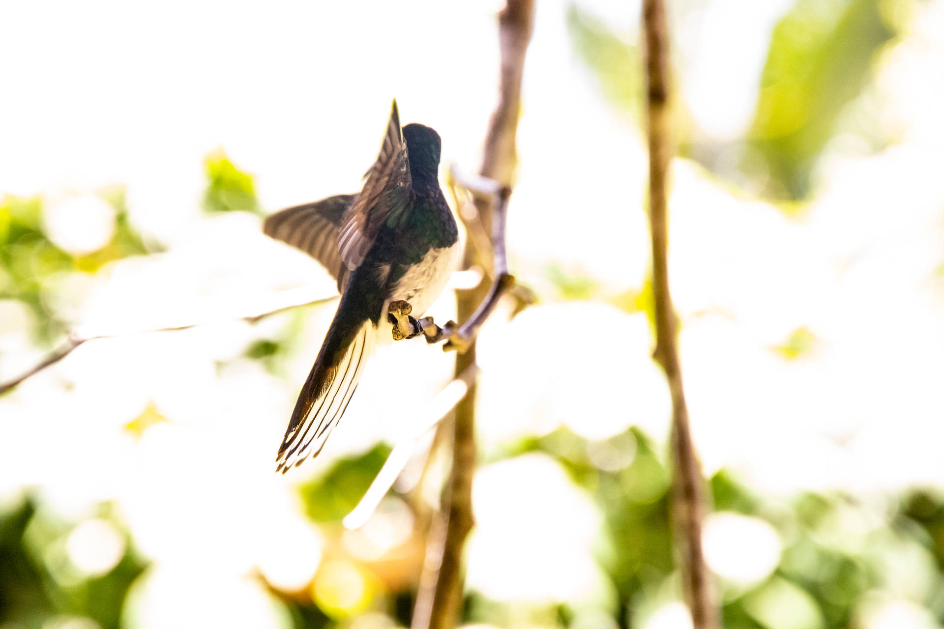 Belize Hummingbird Profile Background