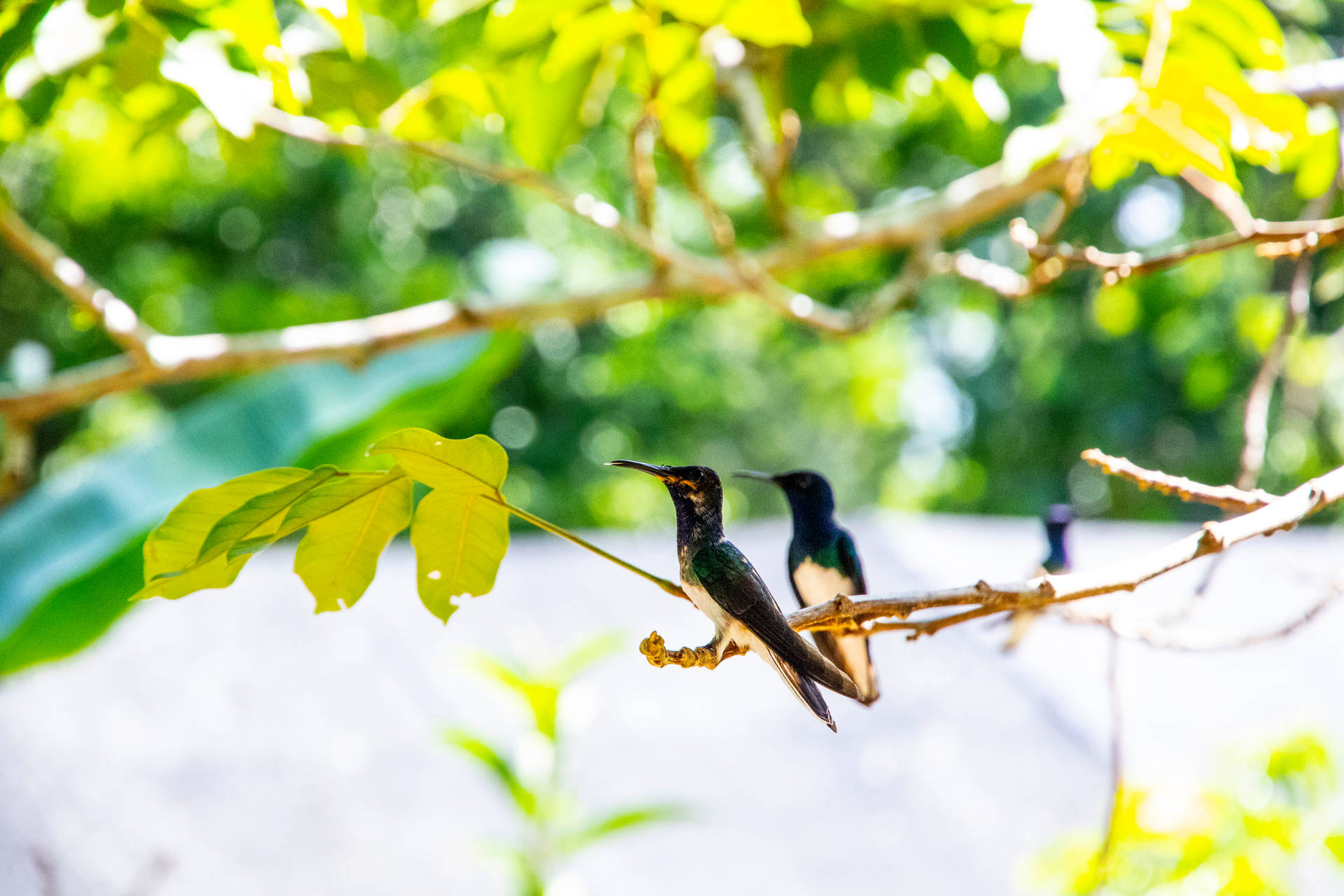 Belize Hummingbirds On Branch Background