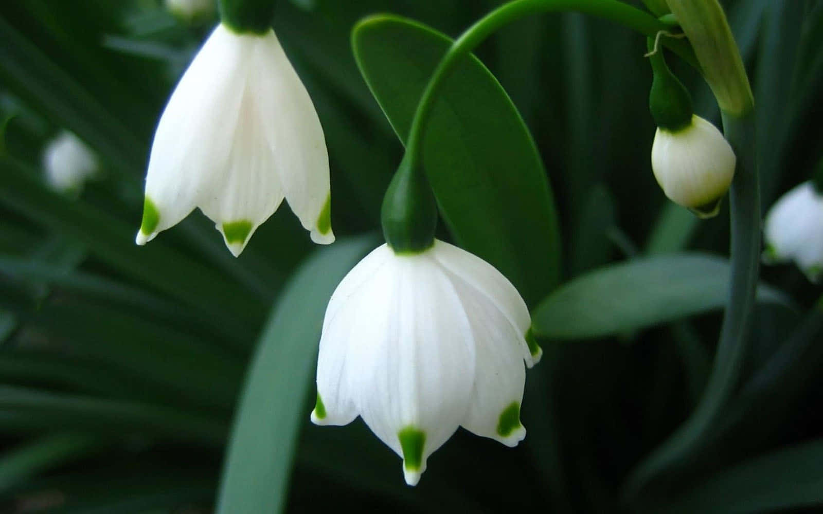 Bell Nature Flower Background