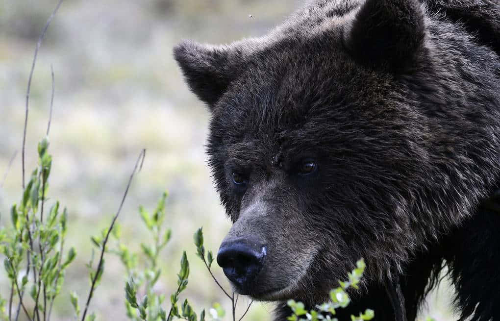 Belligerent American Black Bear