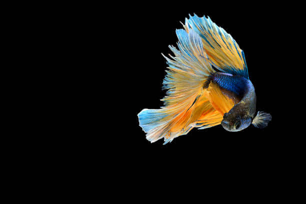 Belligerent Blue And Yellow Betta Fish