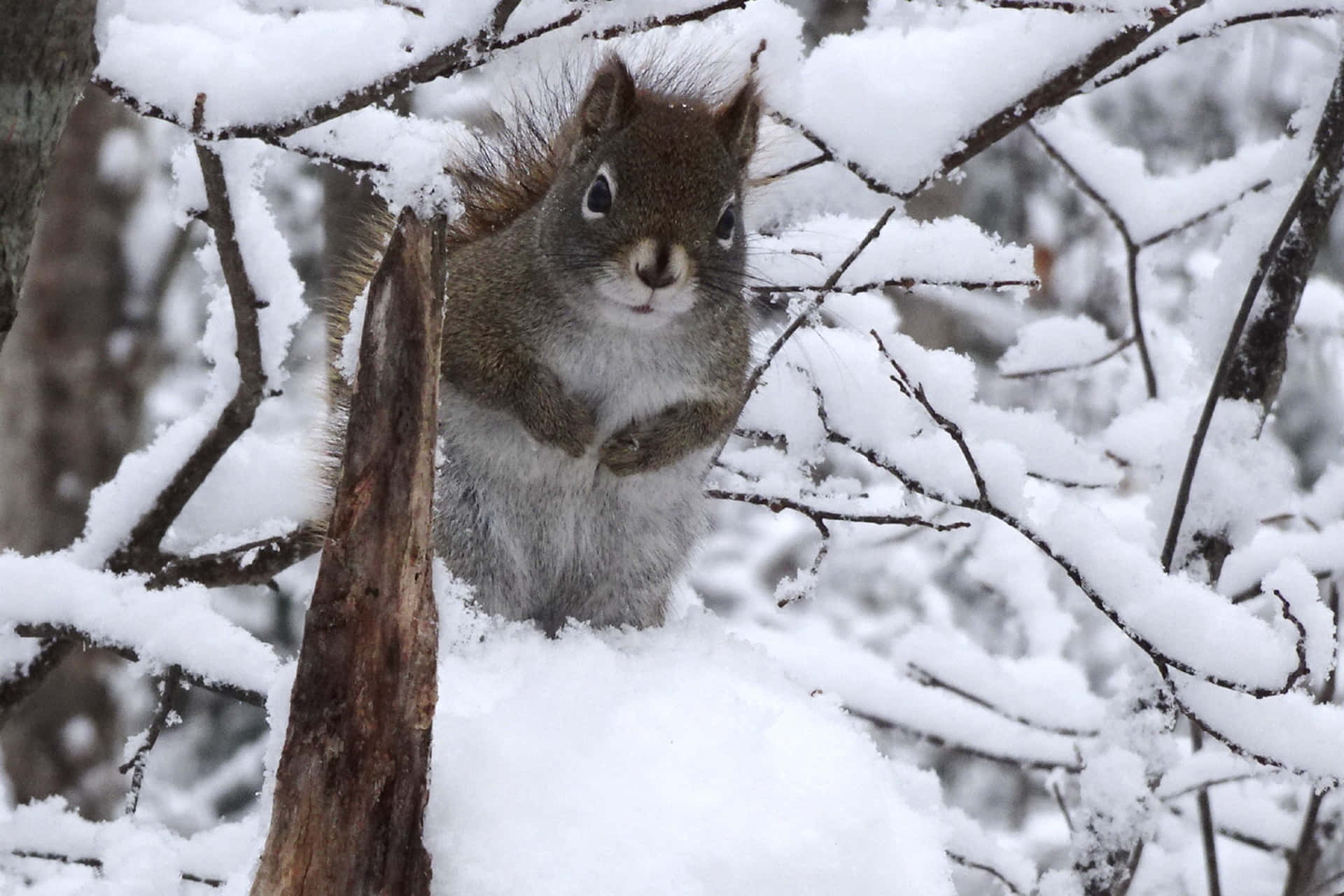 Belligerent Red Squirrel Background