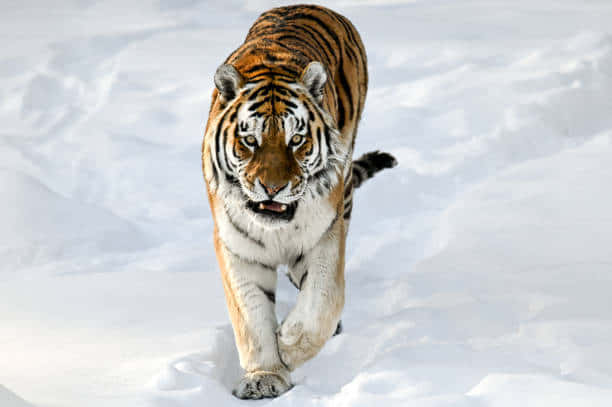 Belligerent Siberian Tiger Background