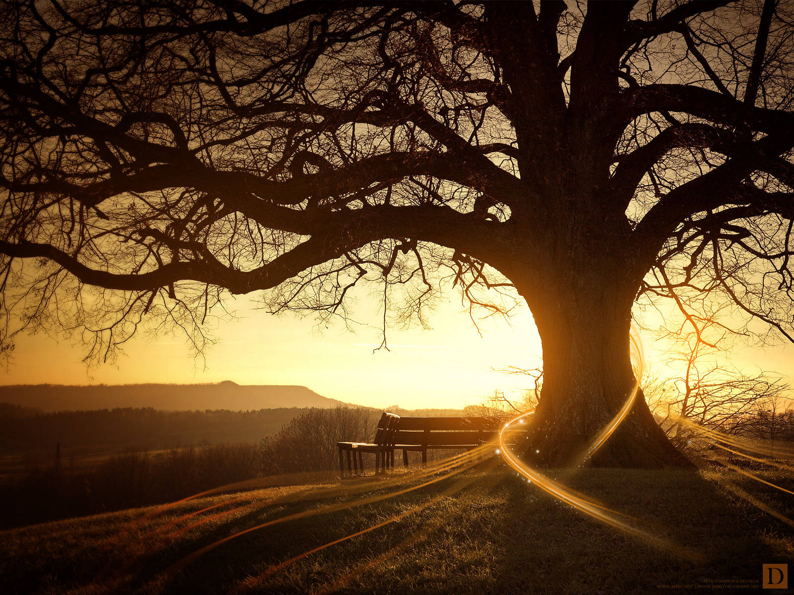 Bench And Tree Sunset Desktop Background