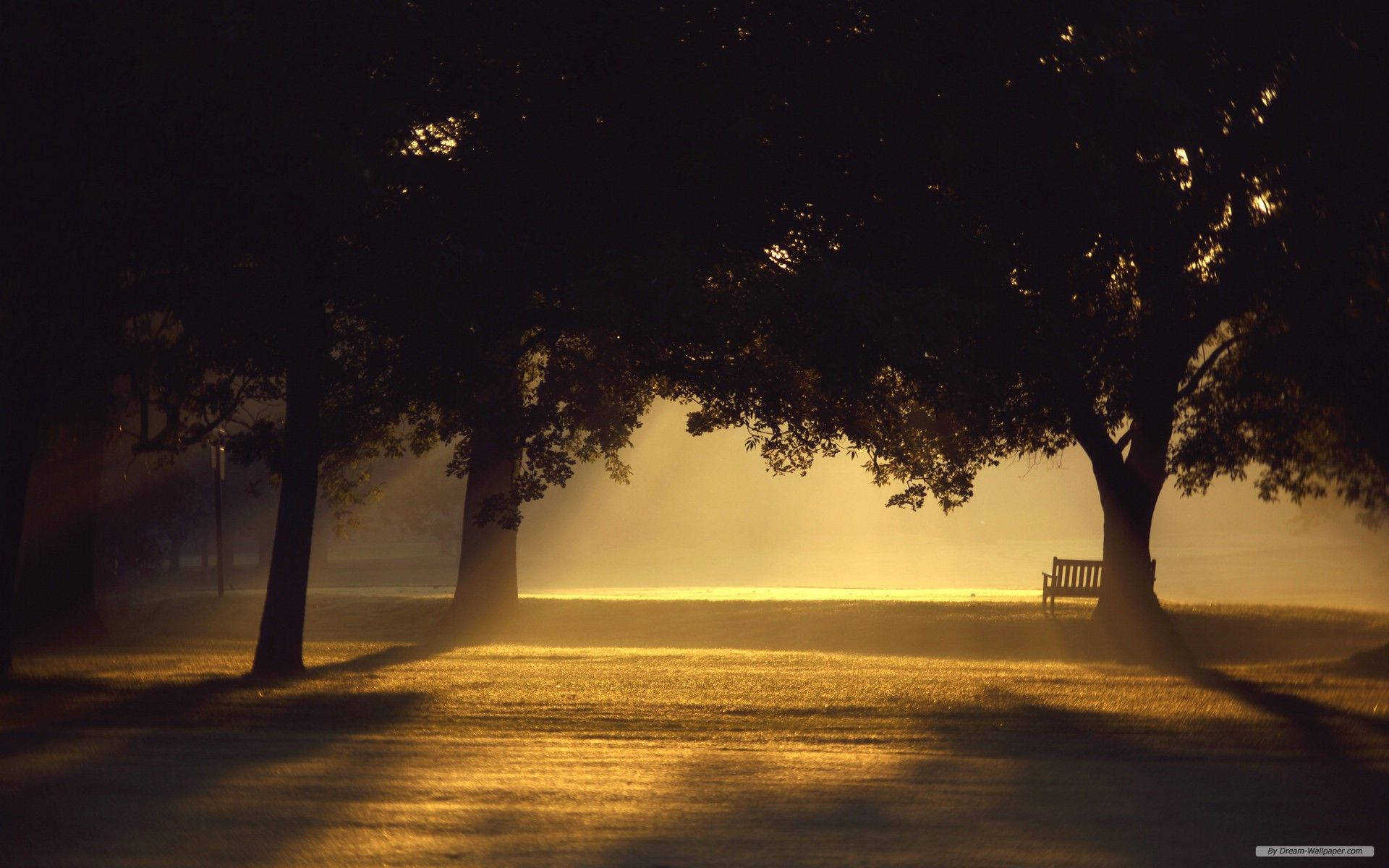 Bench Behind Gigantic Trees Background