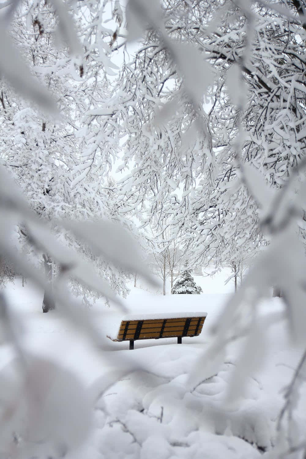 Bench Focus Photography Cozy Winter Aesthetic Background