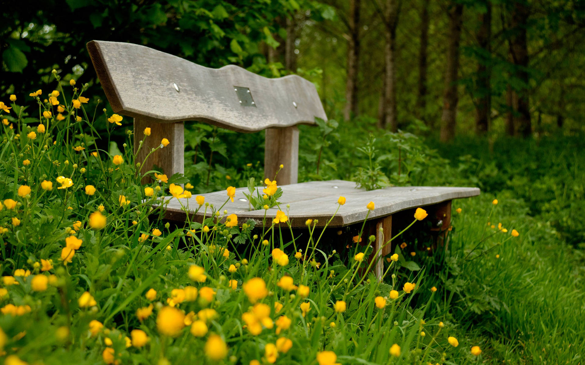 Bench In Buttercup Grass Background