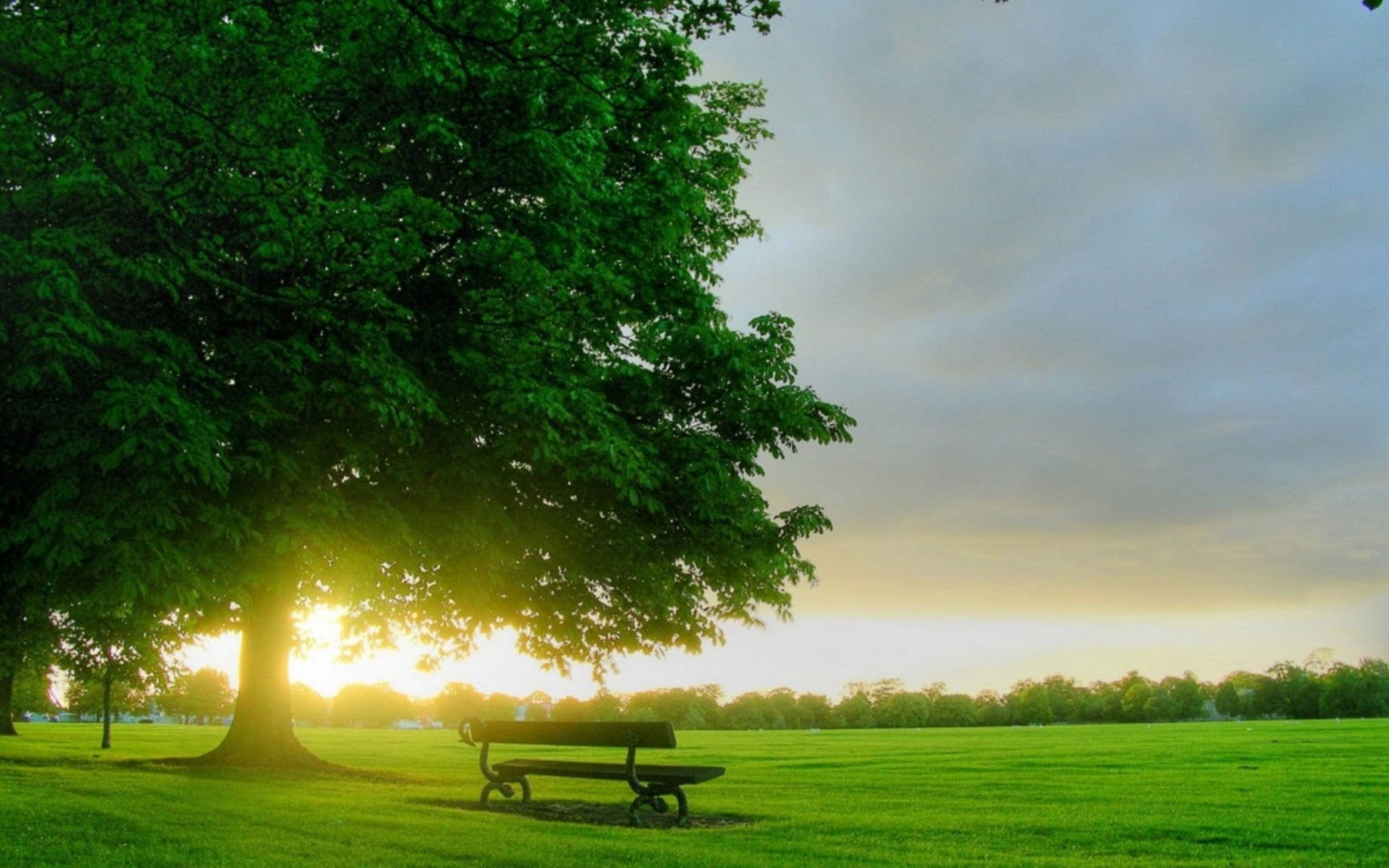 Bench In Park During Spring Background