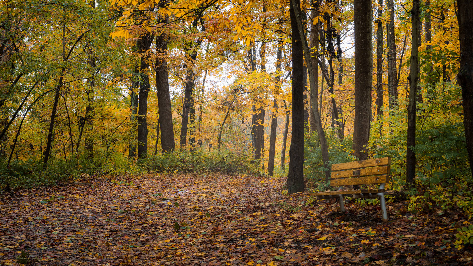 Bench In Park Background