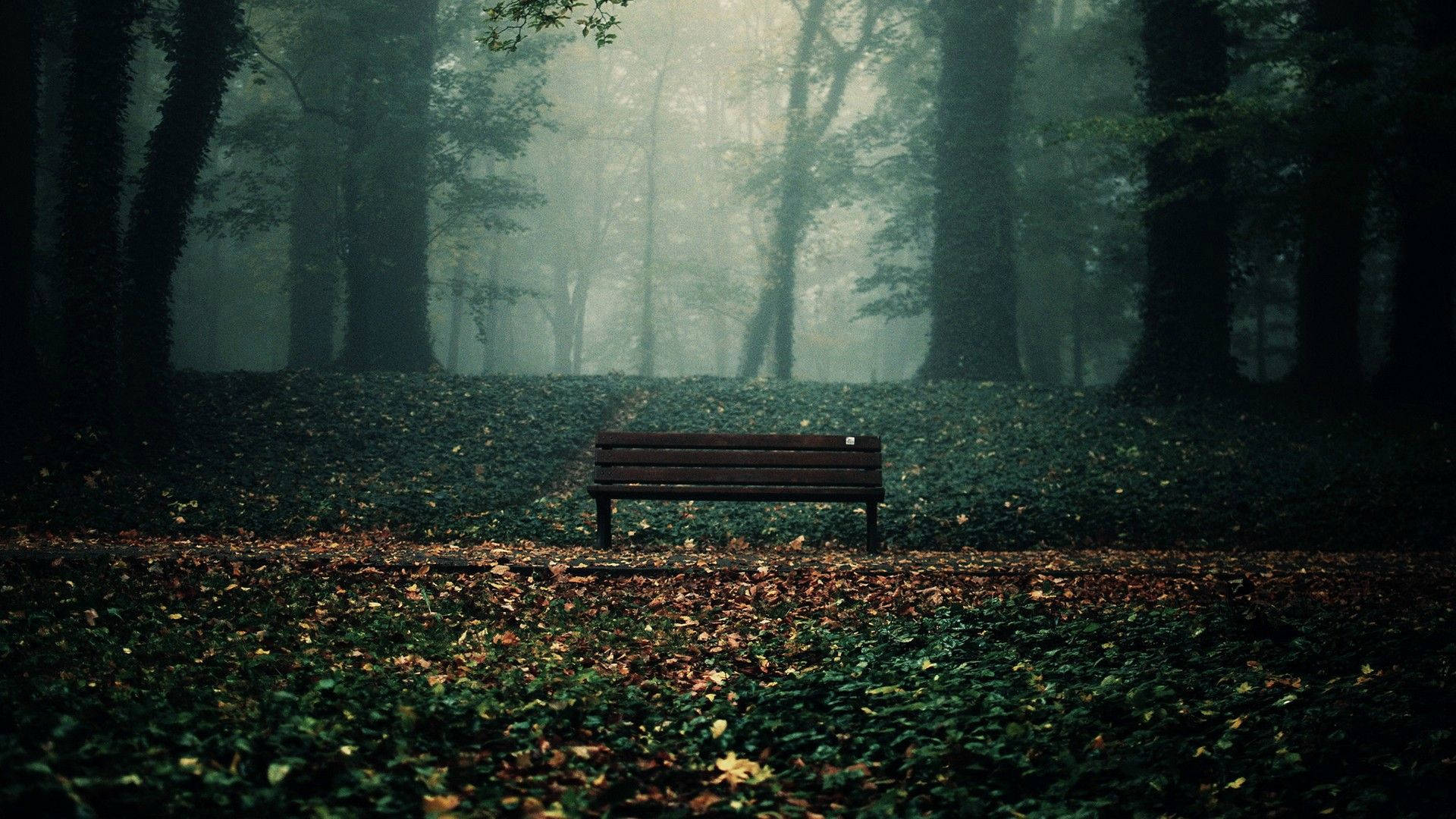 Bench In The Dark Forest Background