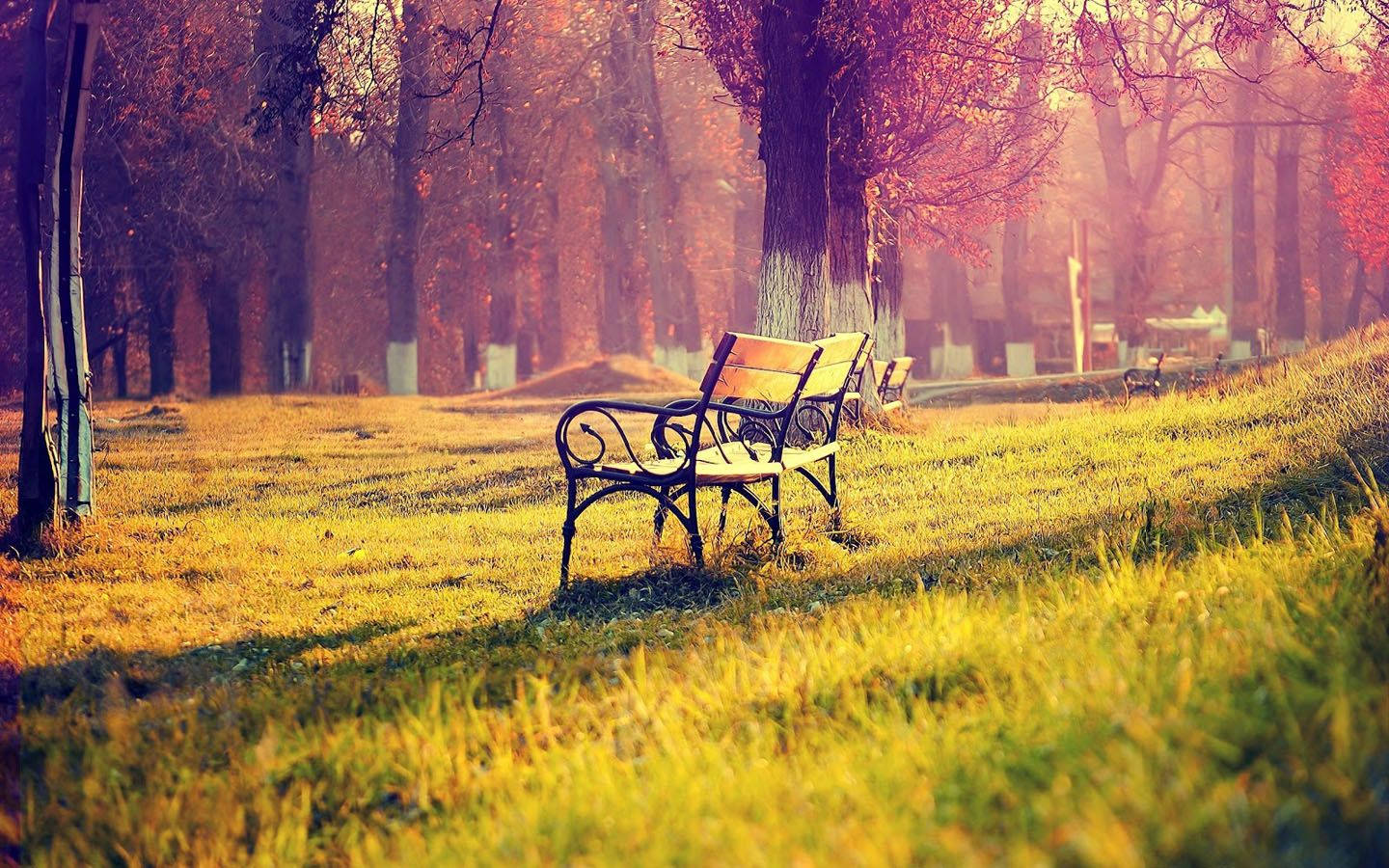 Bench In The Morning Background