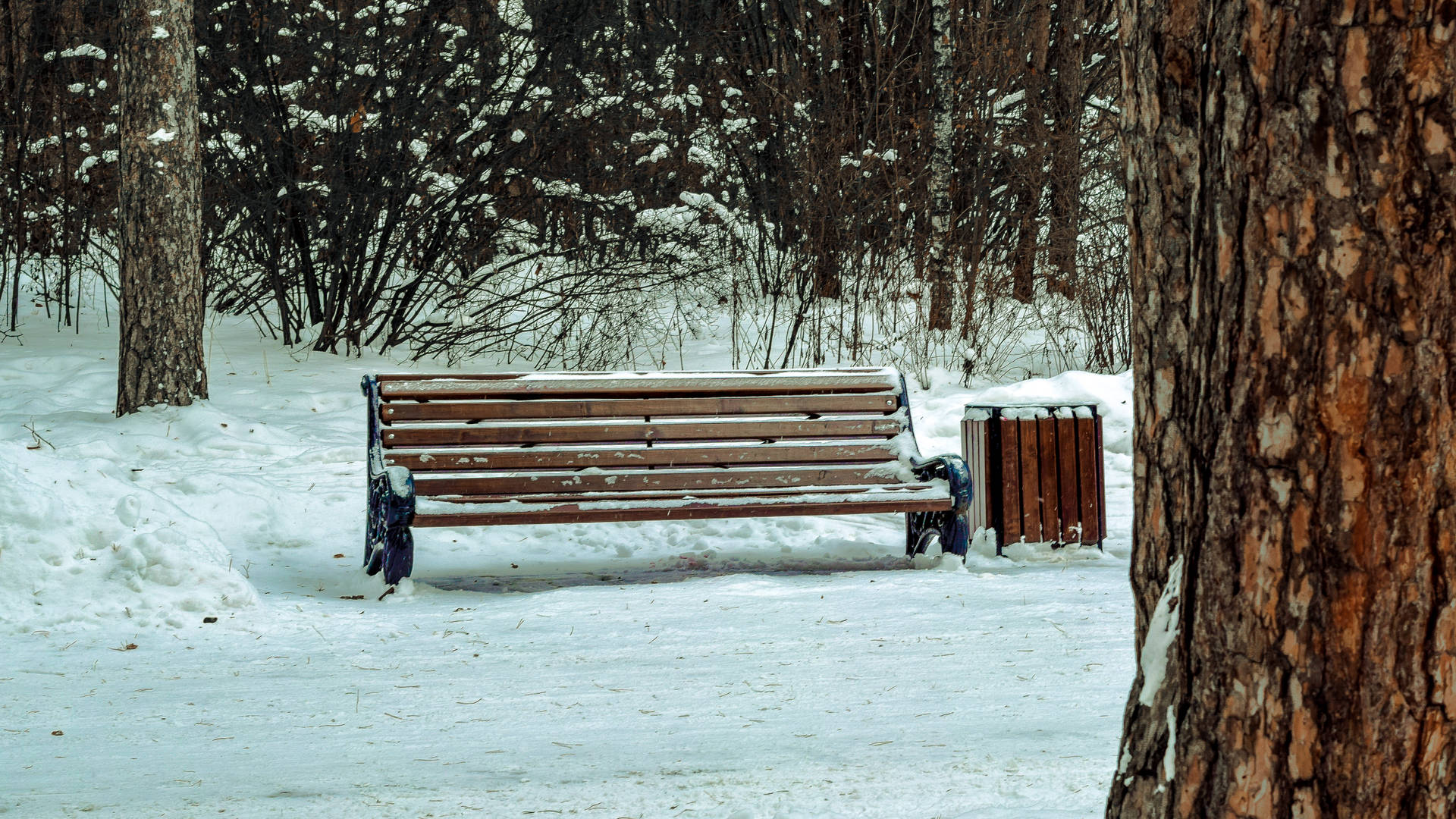 Bench On Snow