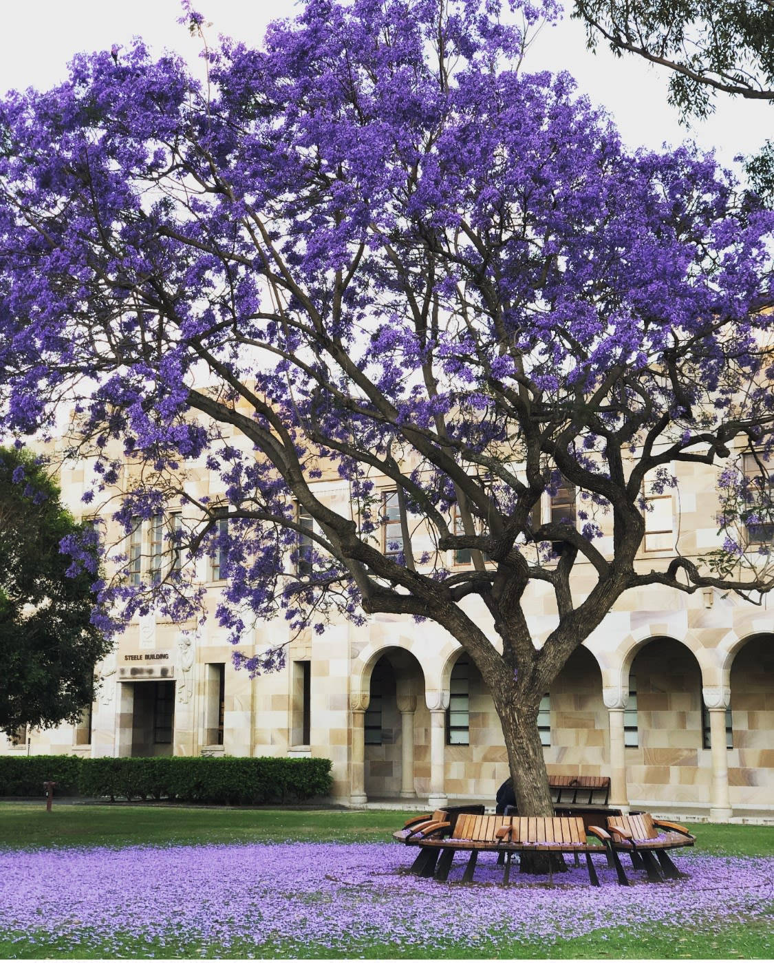 Bench Under The Purple Tree Background