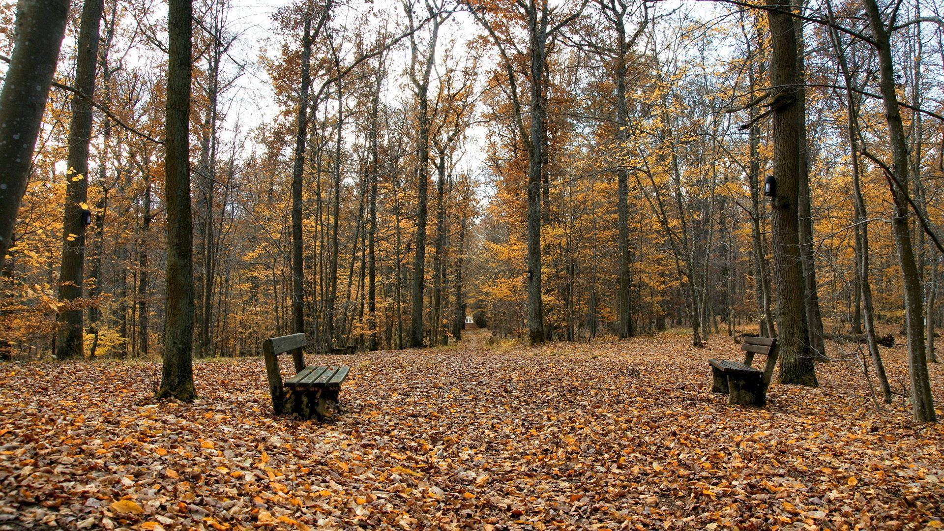Benches On Fallen Leaves