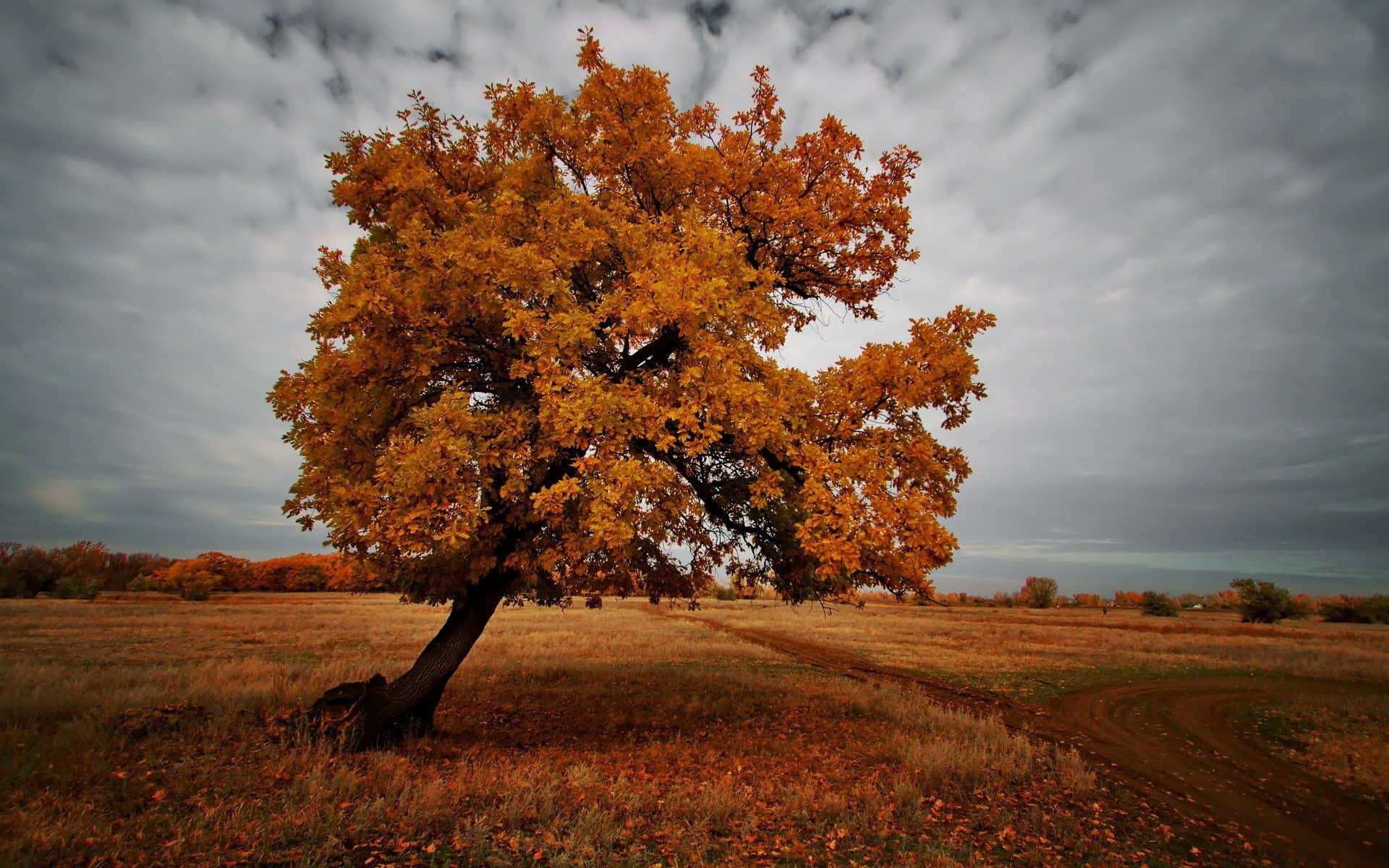 Bending Maple Tree For Dark Autumn Background