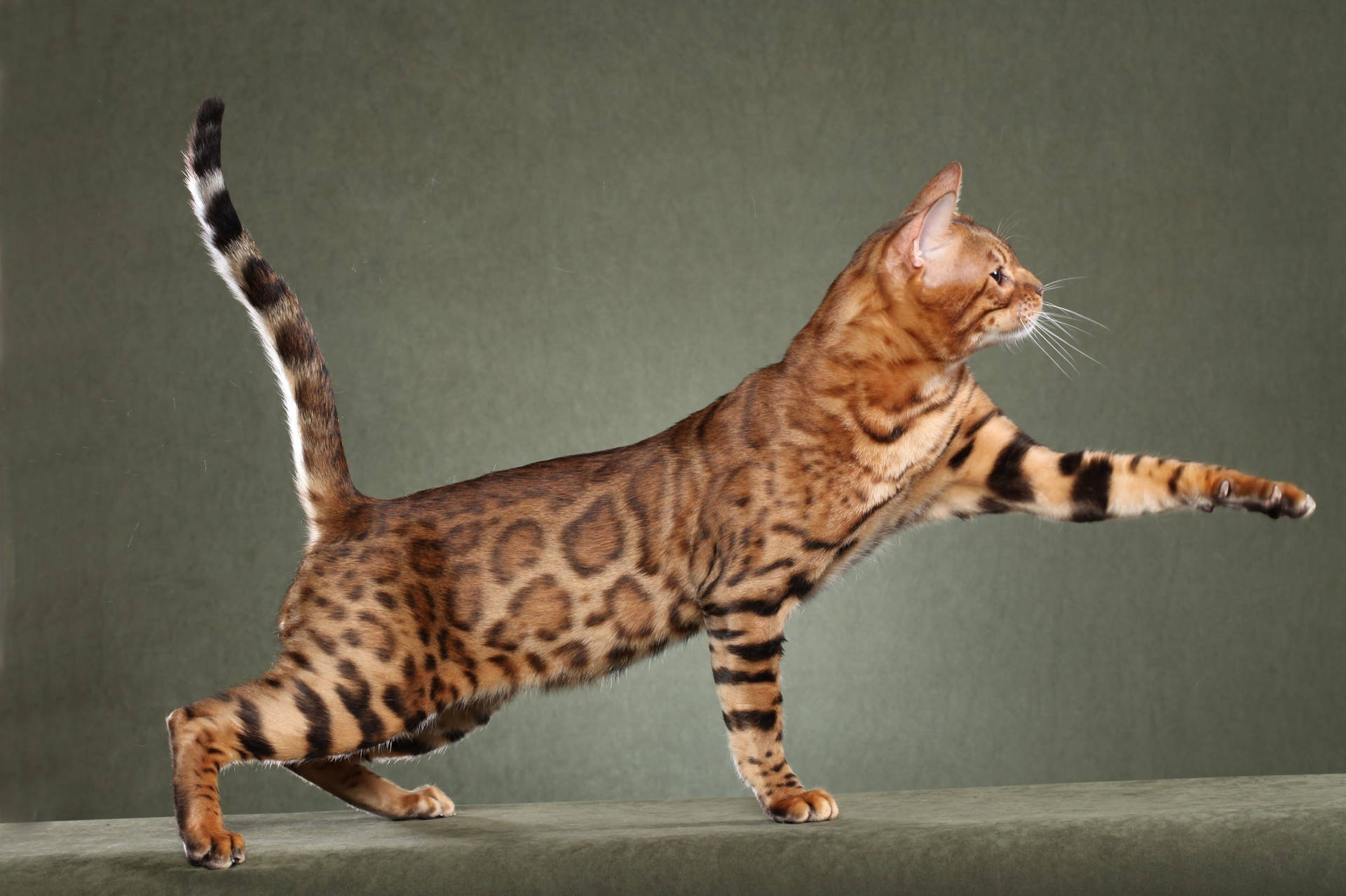 Bengal Cat Breed Background