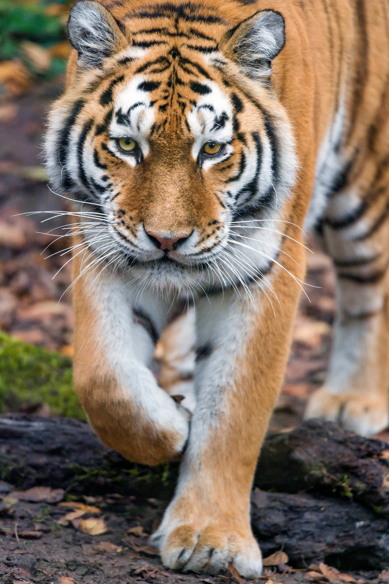 Bengal Tiger 8k Phone Background