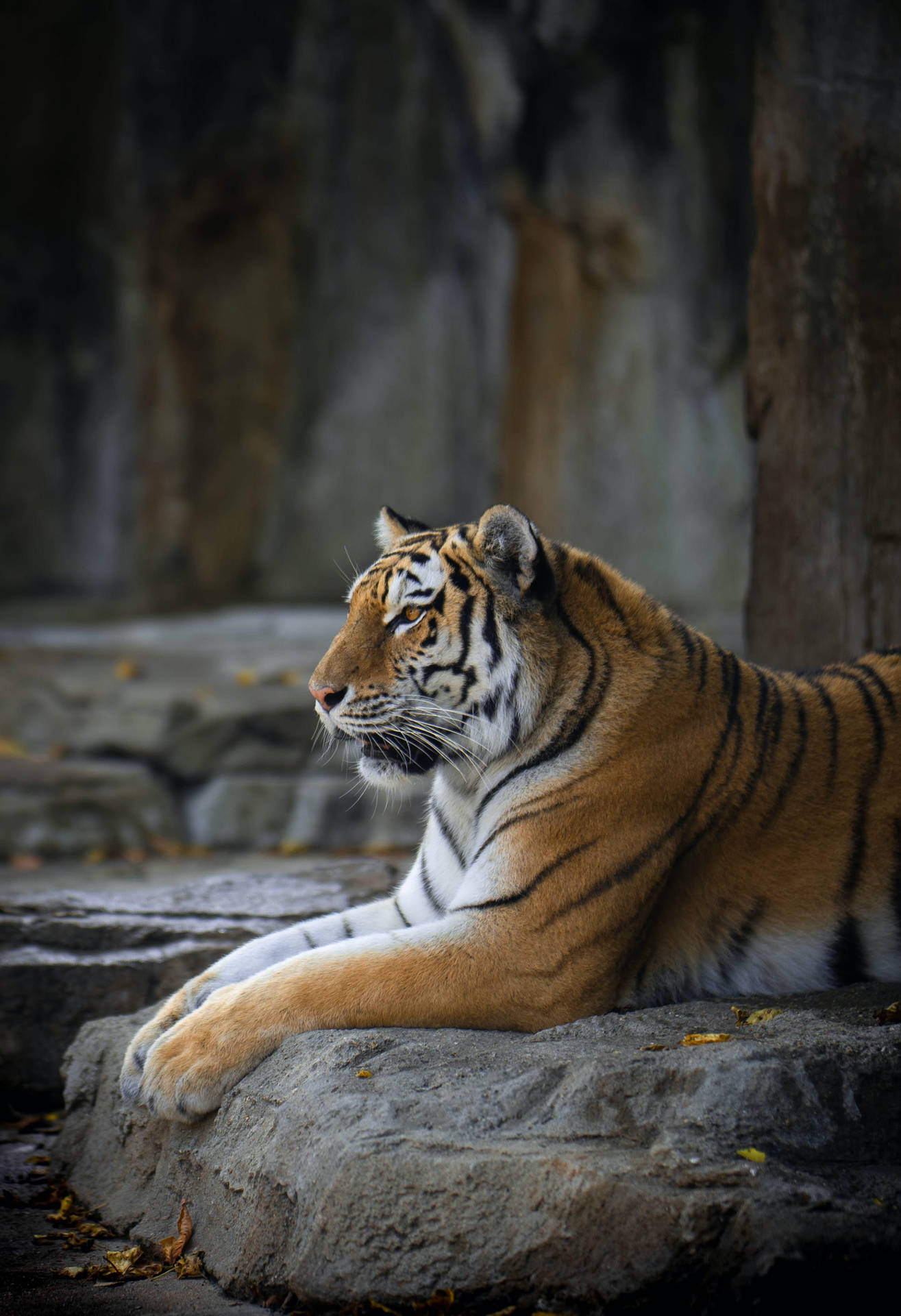 Bengal Tiger Hd Rocky Park Background