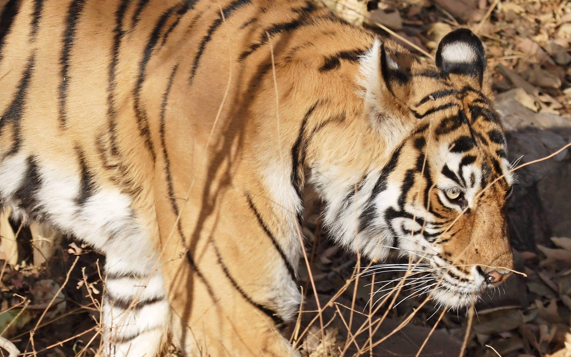 Bengal Tiger Walking Predator Background