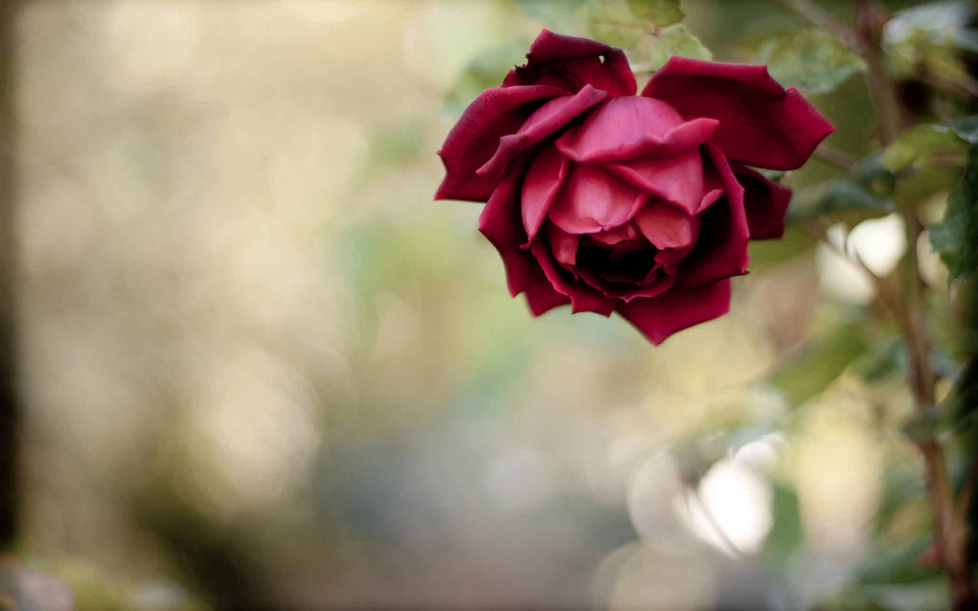 Bent Red Rose Background