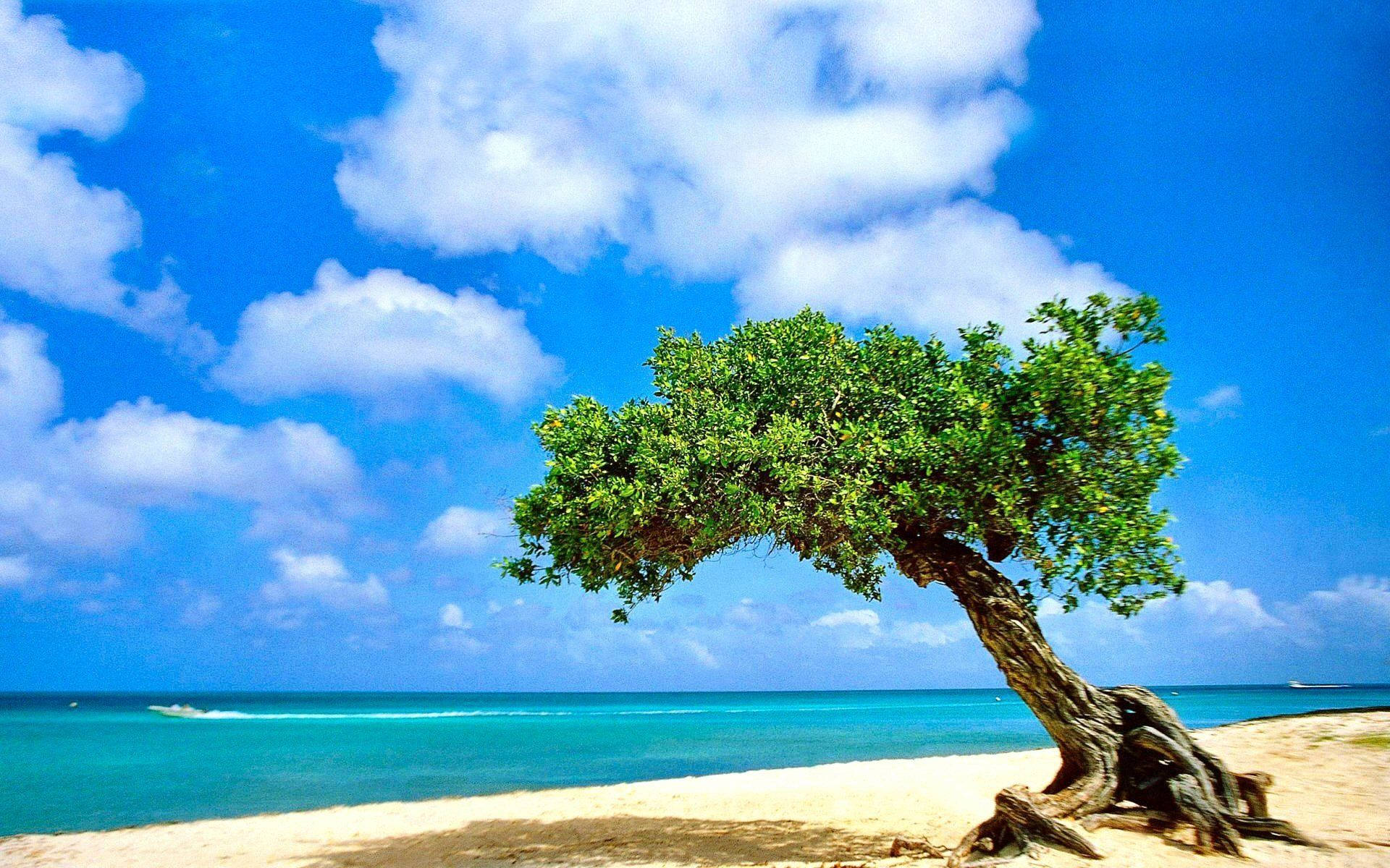 Bent Tree On Beach Background